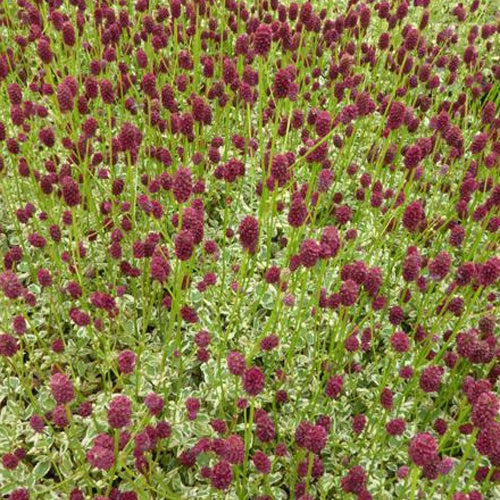 Bakker Little Angel sanguisorbe pot Ø 9 cm fleurs rouges