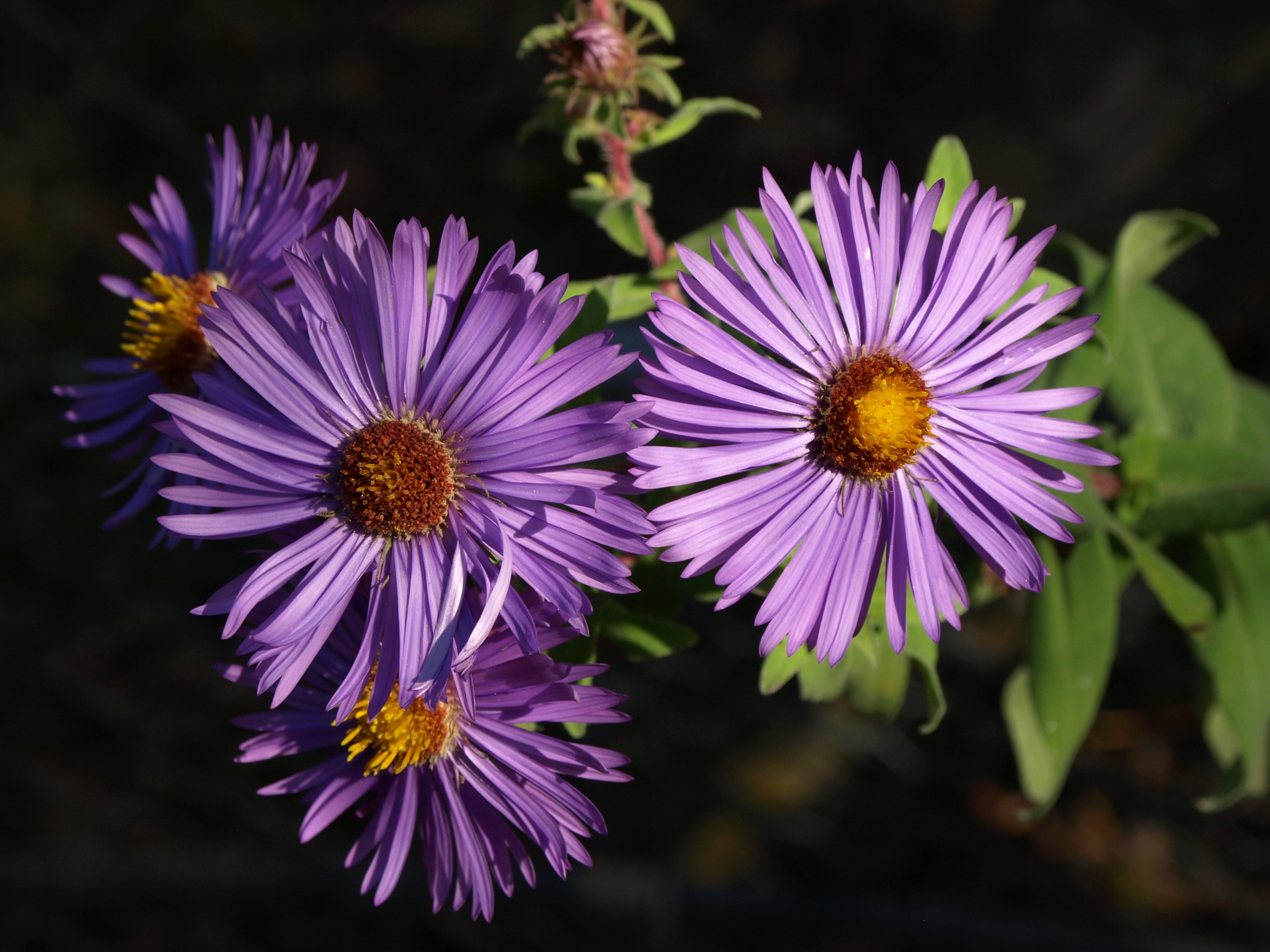Passion Vivaces ASTER novae-angliae Treasure aster godet bleu