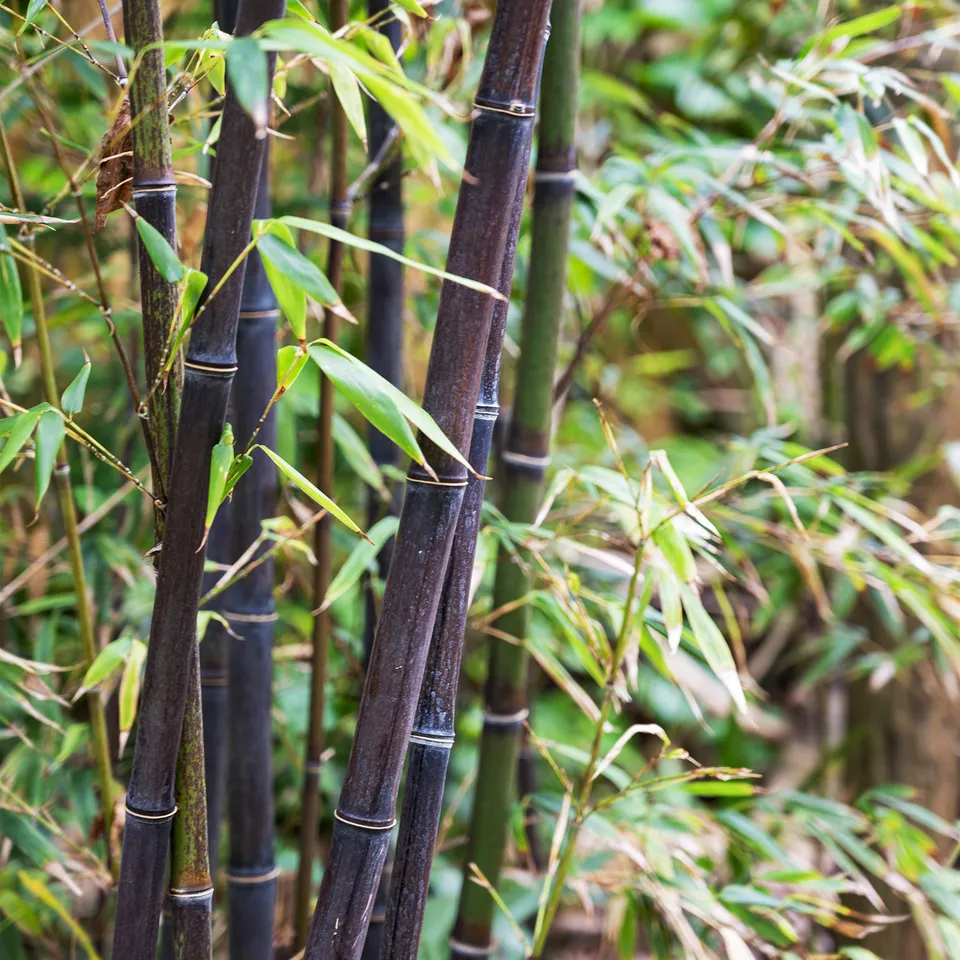 Bakker Bambou traçant noir Phyllostachys nigra pot 2L cannes noires