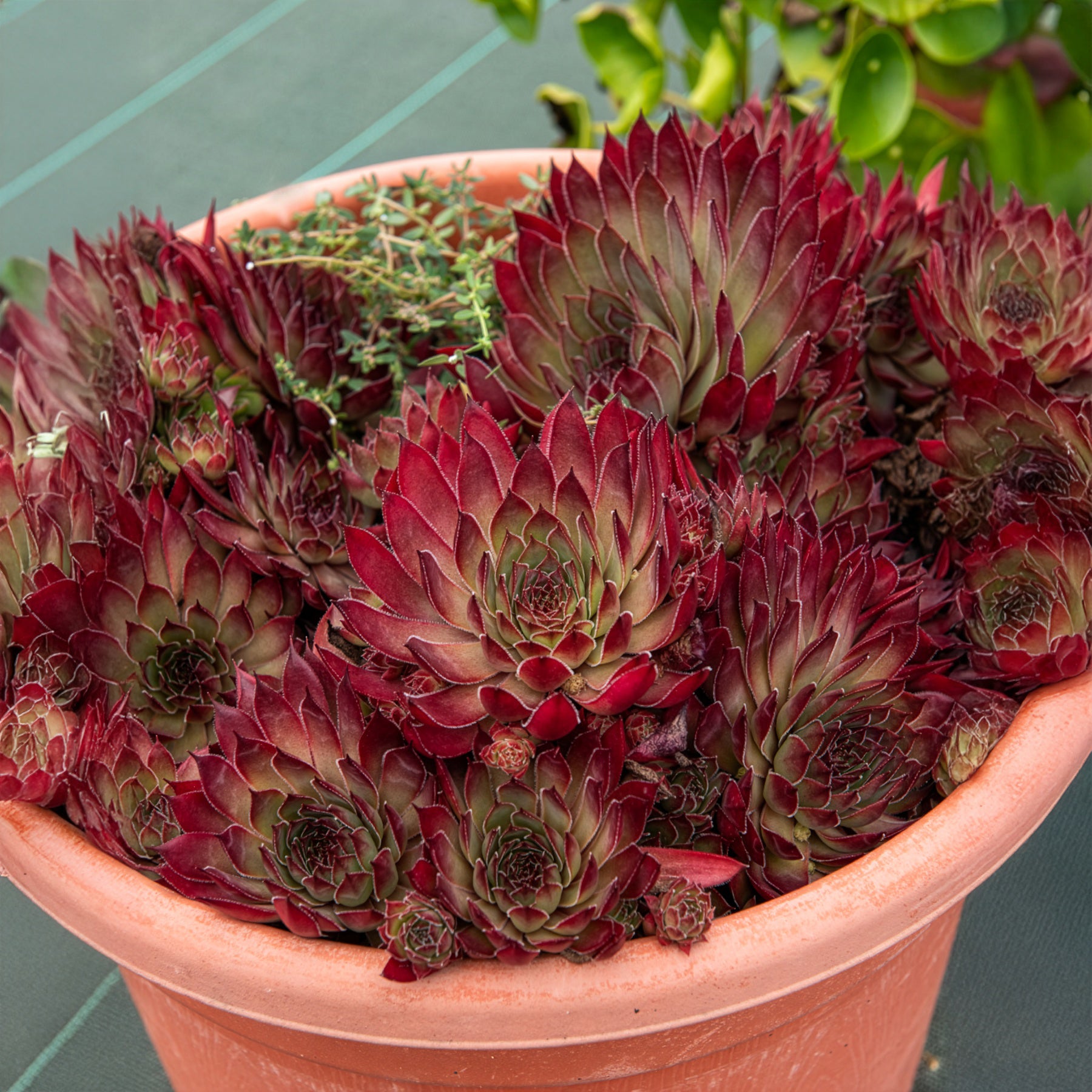 Bakker Plantes vivaces Butterscotch Baby joubarbe pot 9cm dorée