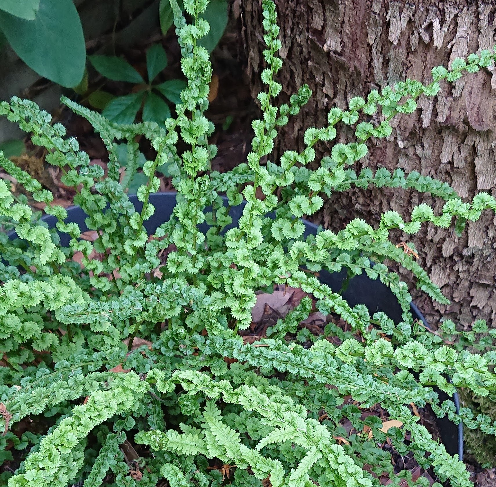 Passion Vivaces Athyrium Frizelliae fougère pot 1L naine