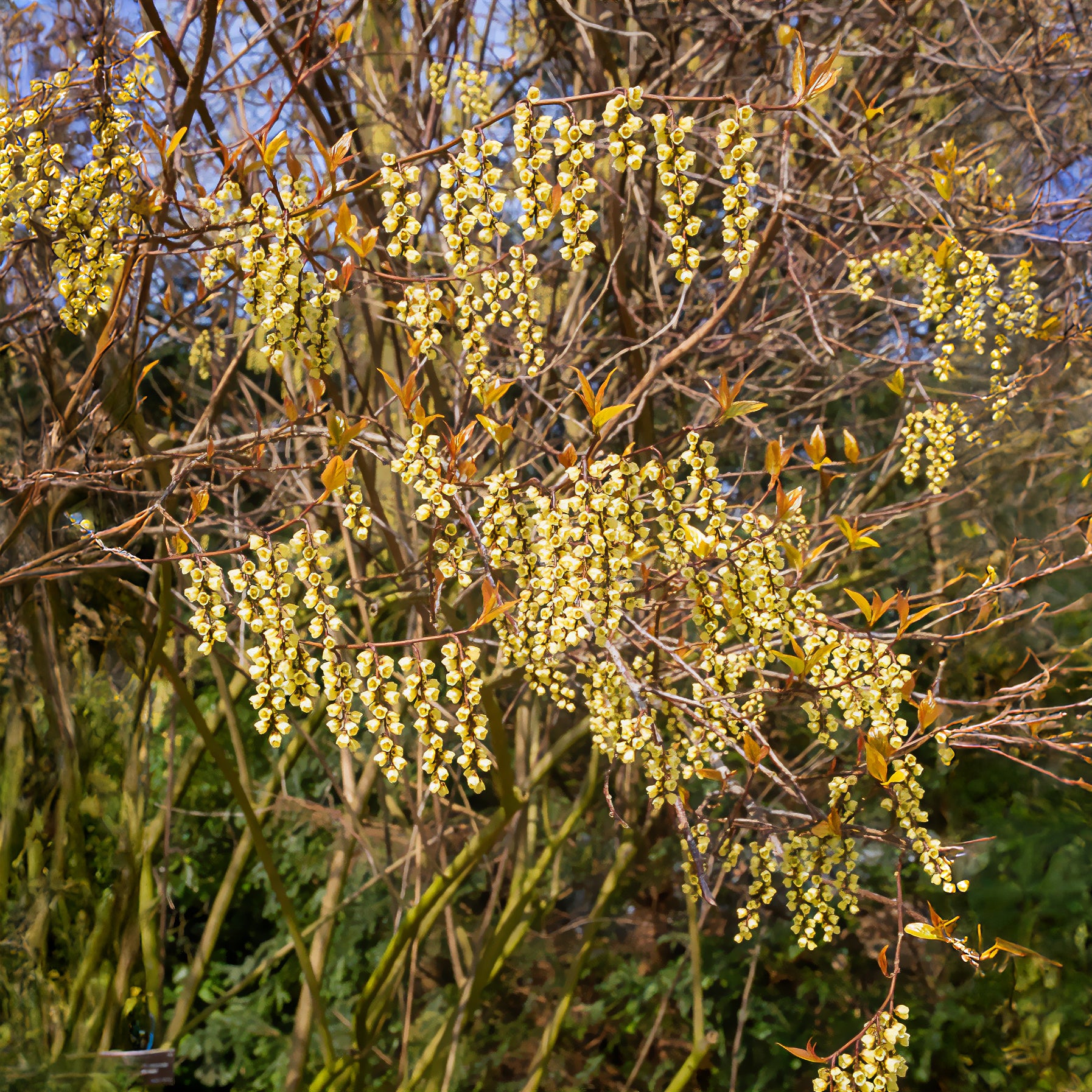 Bakker Terrasse Stachyurus Joy Forever pot 3L crème hiver