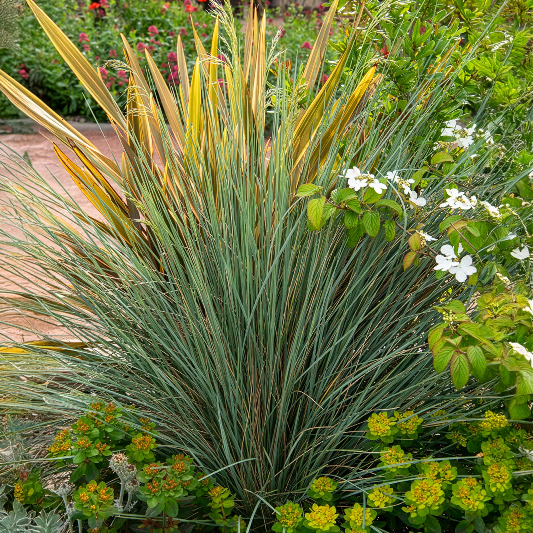 Bakker Koélérie bleue graminée pot 9cm argenté