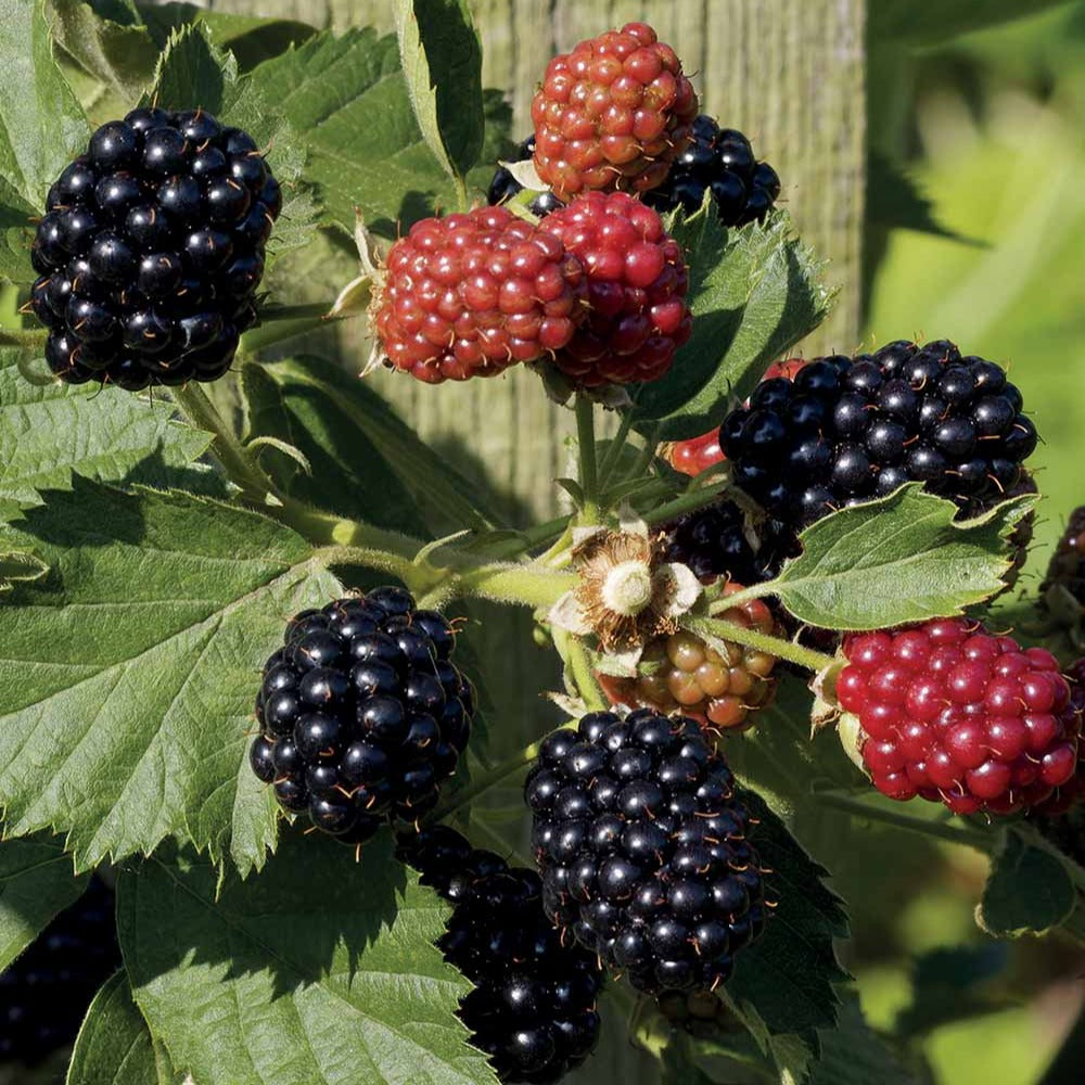 Bakker Fruitiers Mûrier Reuben sans épines racine nue