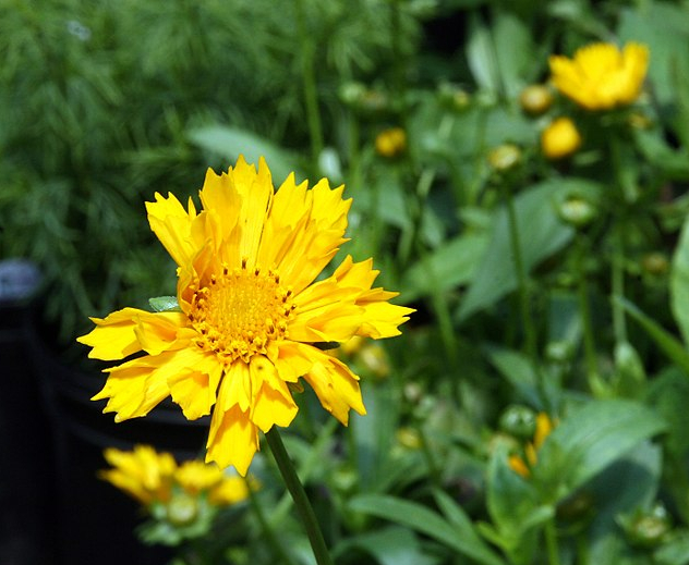 Passion Vivaces Coreopsis Jethro Tull coréopsis 1L jaune d'or