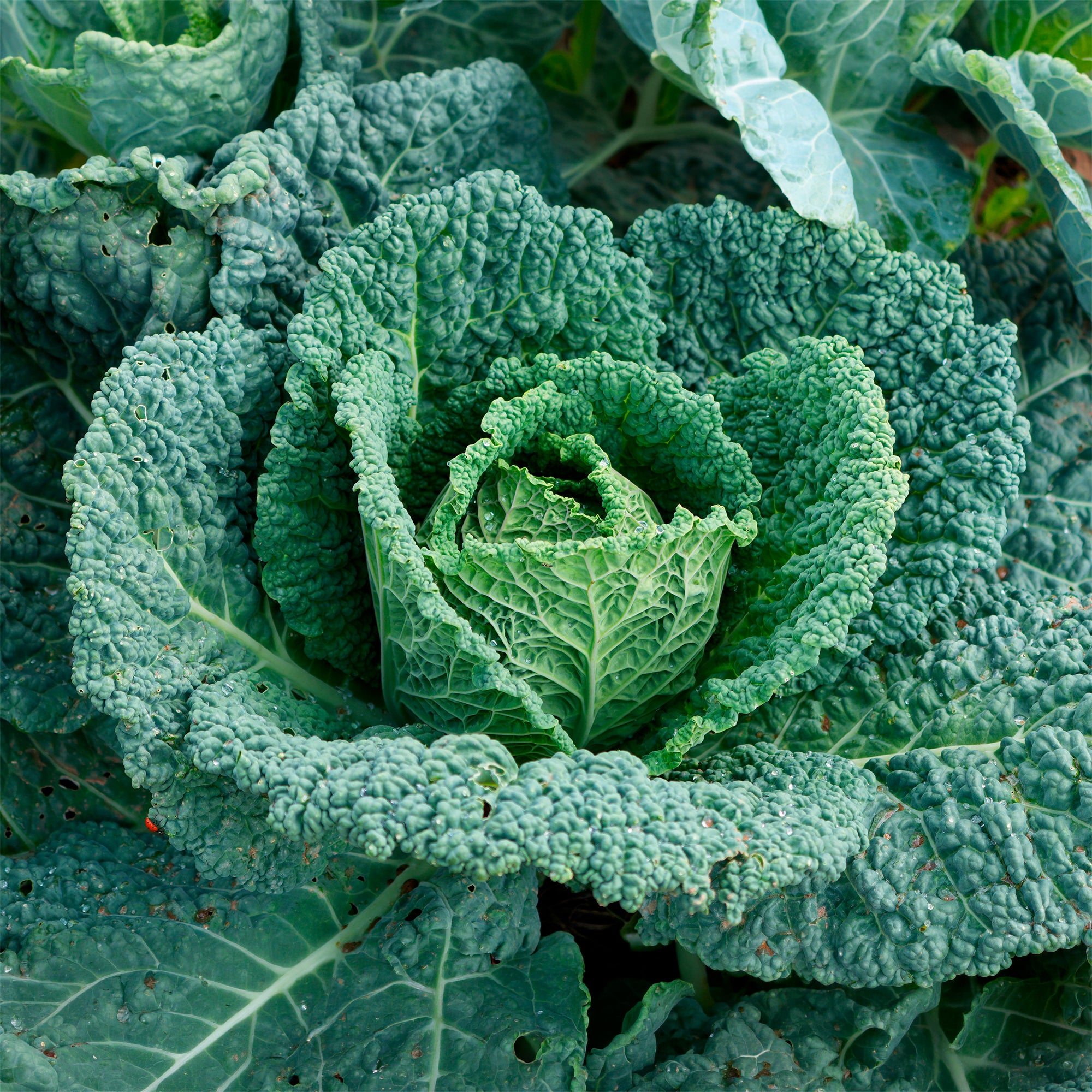 Bakker Potager et Graines Chou de Milan Capriccio F1 sachet 150 graines
