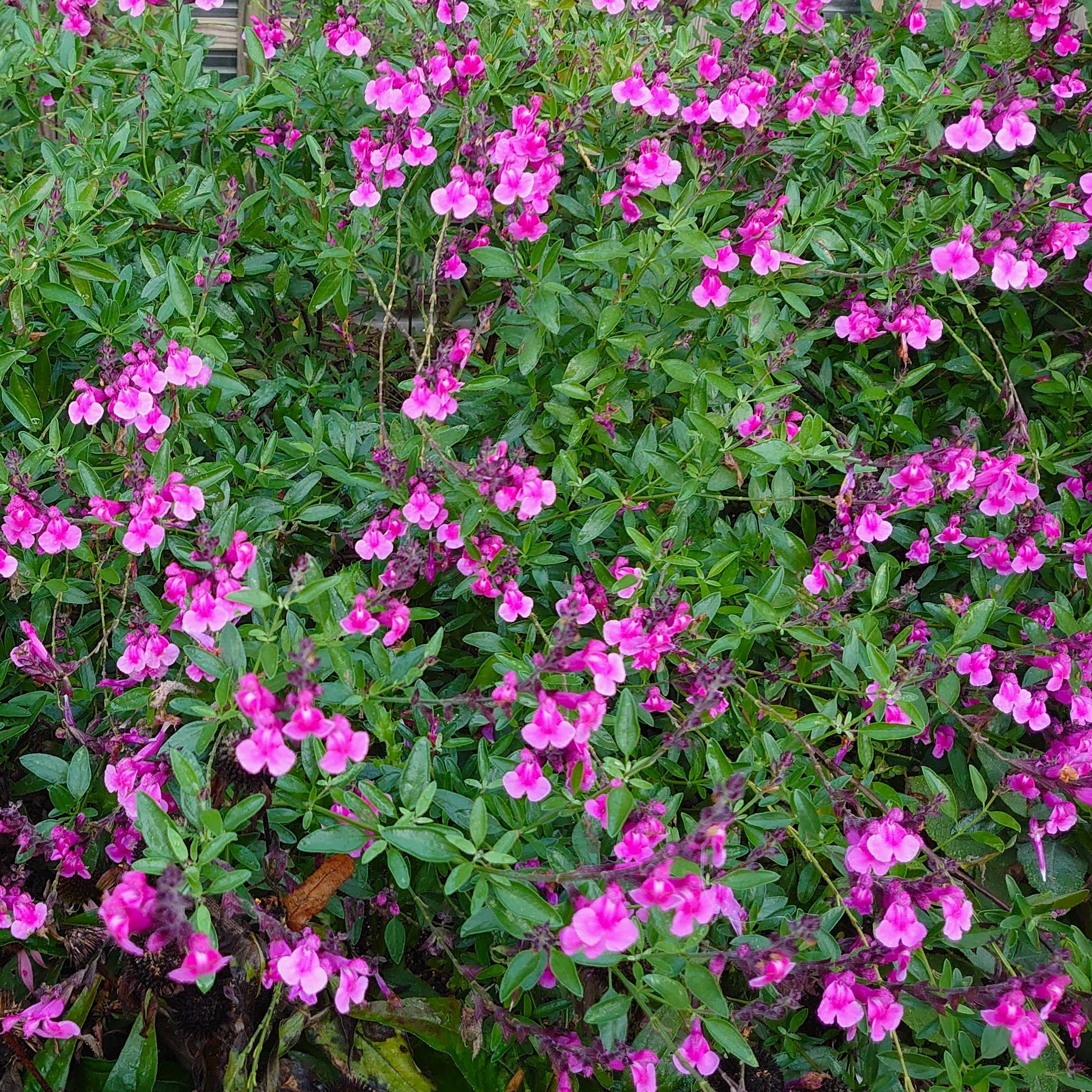 Passion Vivaces Salvia Icing Sugar sauge arbustive godet rose
