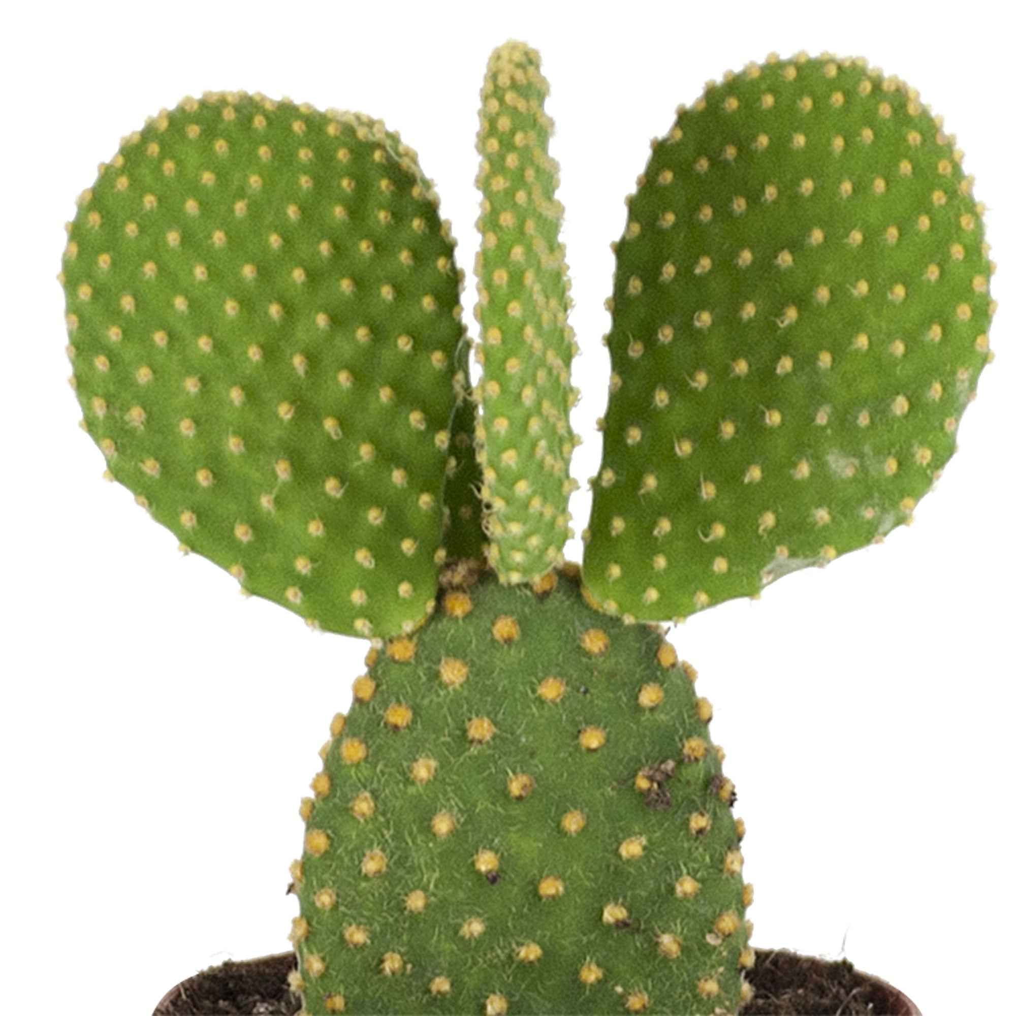 Bakker Cactus Opuntia Microdasys pot 12cm 20-25cm