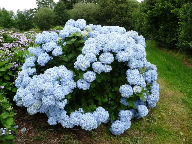 Les Hortensias du Haut Bois Mousseline hortensia fleurs rondes