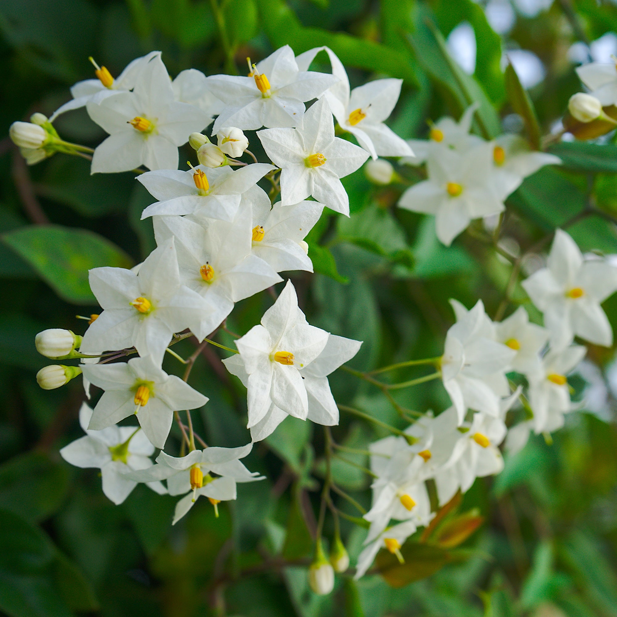 Bakker Morelle faux-jasmin grimpante pot 9cm fleurs blanches
