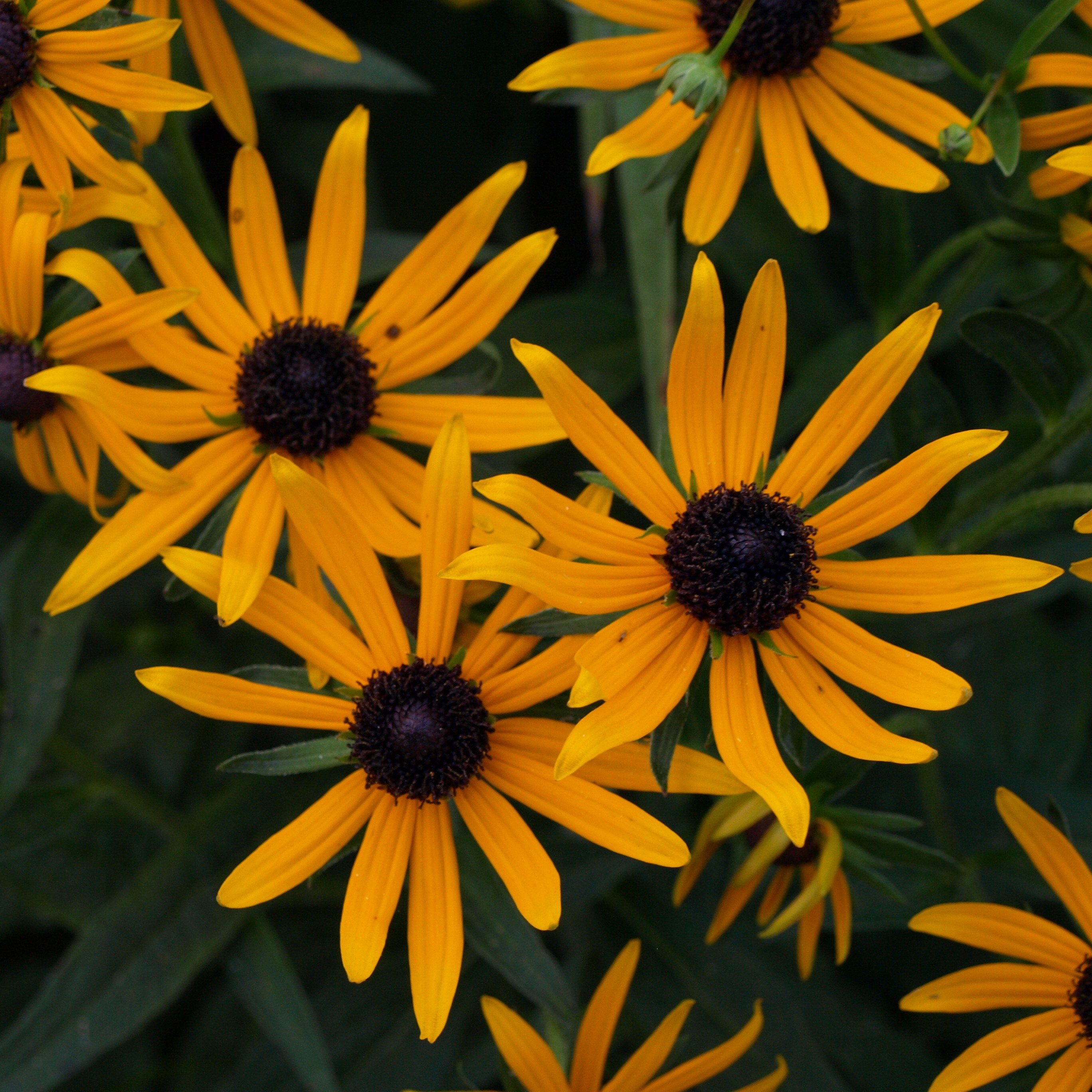 Passion Vivaces Rudbeckia Little Gold Star vivace jaune