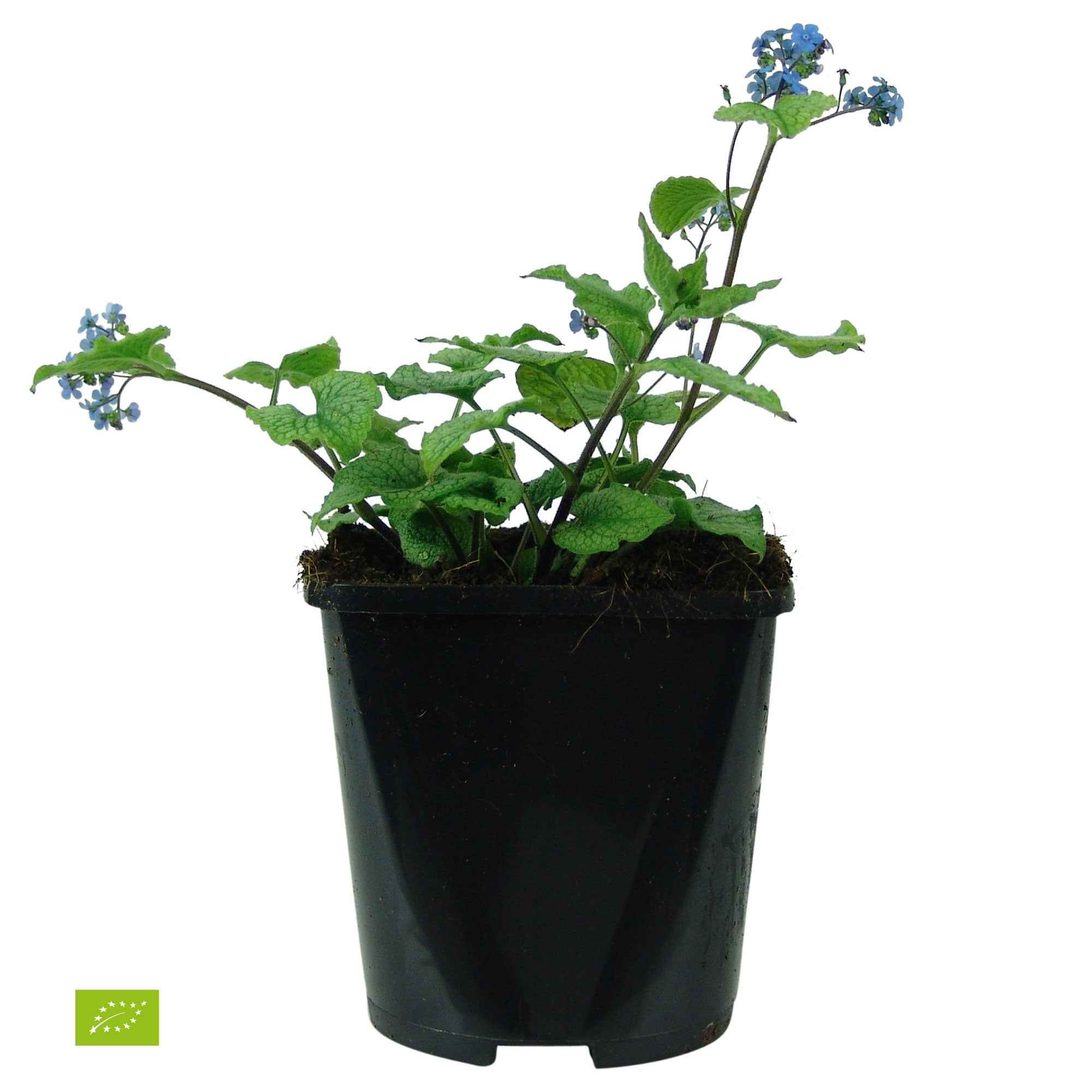 Bakker Plantes vivaces Myosotis Alexander's Great plante pot Ø9cm