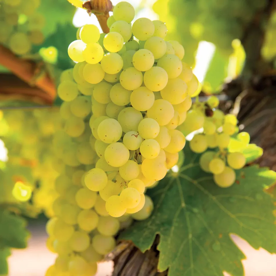 Bakker Vigne Vroege Van Der Laan raisin pot 2L précoce