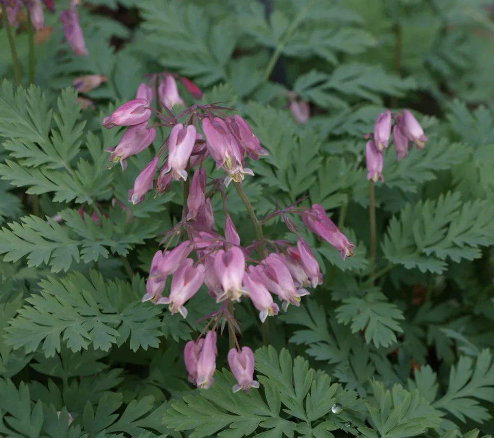 Dicentra formosa Adrian Bloom cœur de Marie pot rose rouge