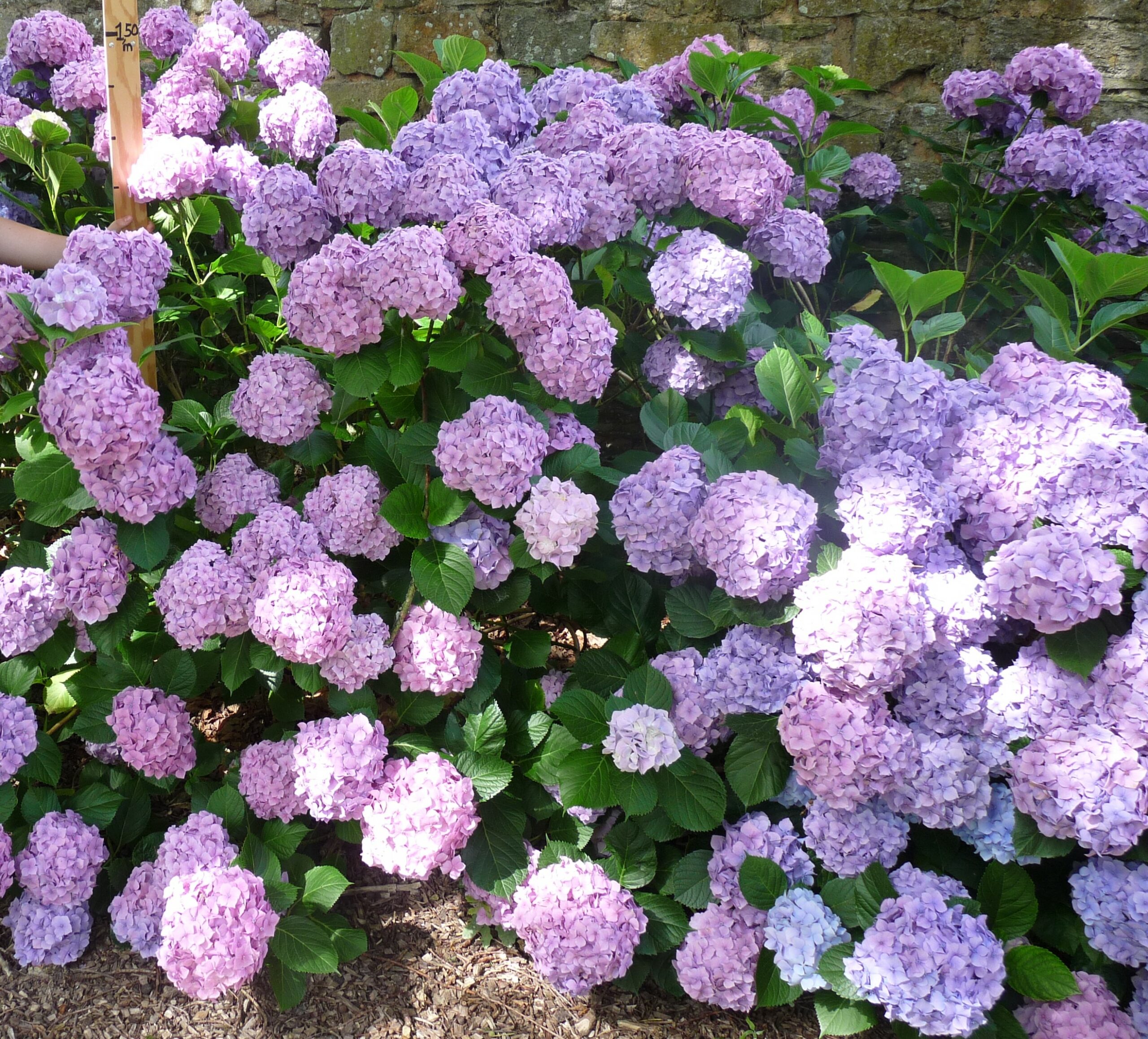 Hortensias du Haut Bois Goliath hortensia boules godet