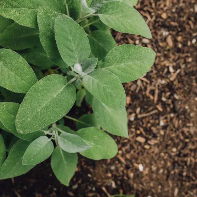 Bakker Sauge officinale plante vivace Ø 13cm