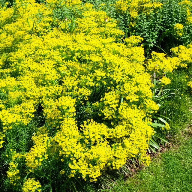 Bakker Euphorbe petit-cyprès pot 8cm jaune