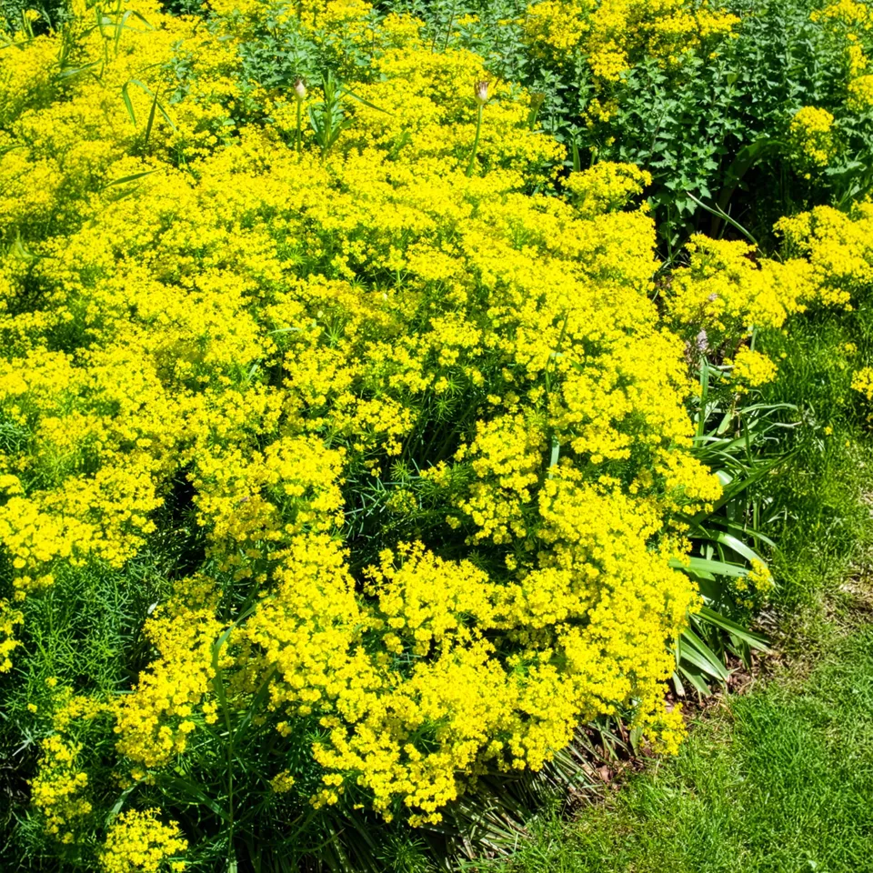Bakker Euphorbe petit-cyprès pot 8cm jaune