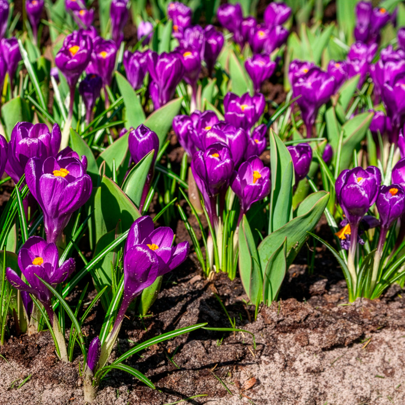 Bakker Crocus Flower Record sachet 15 bulbes violet