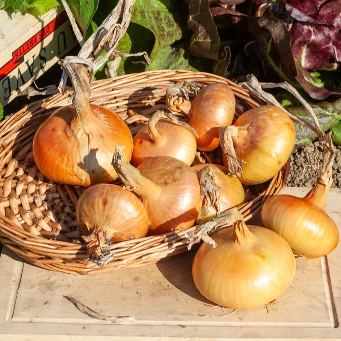 Bakker Oignon jaune Paille des Vertus bulbes 500g conservation