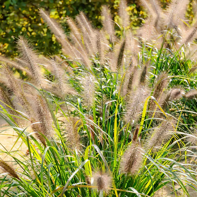Bakker Plantes extérieur Pennisetum Moudry graminée pot 9cm violet