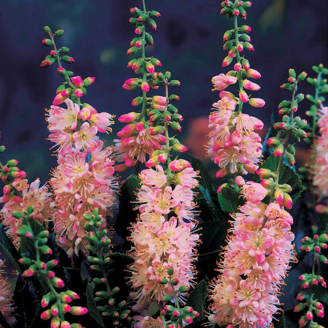 Bakker Clethras à feuilles d'aulne arbuste rose 2 pots 9cm