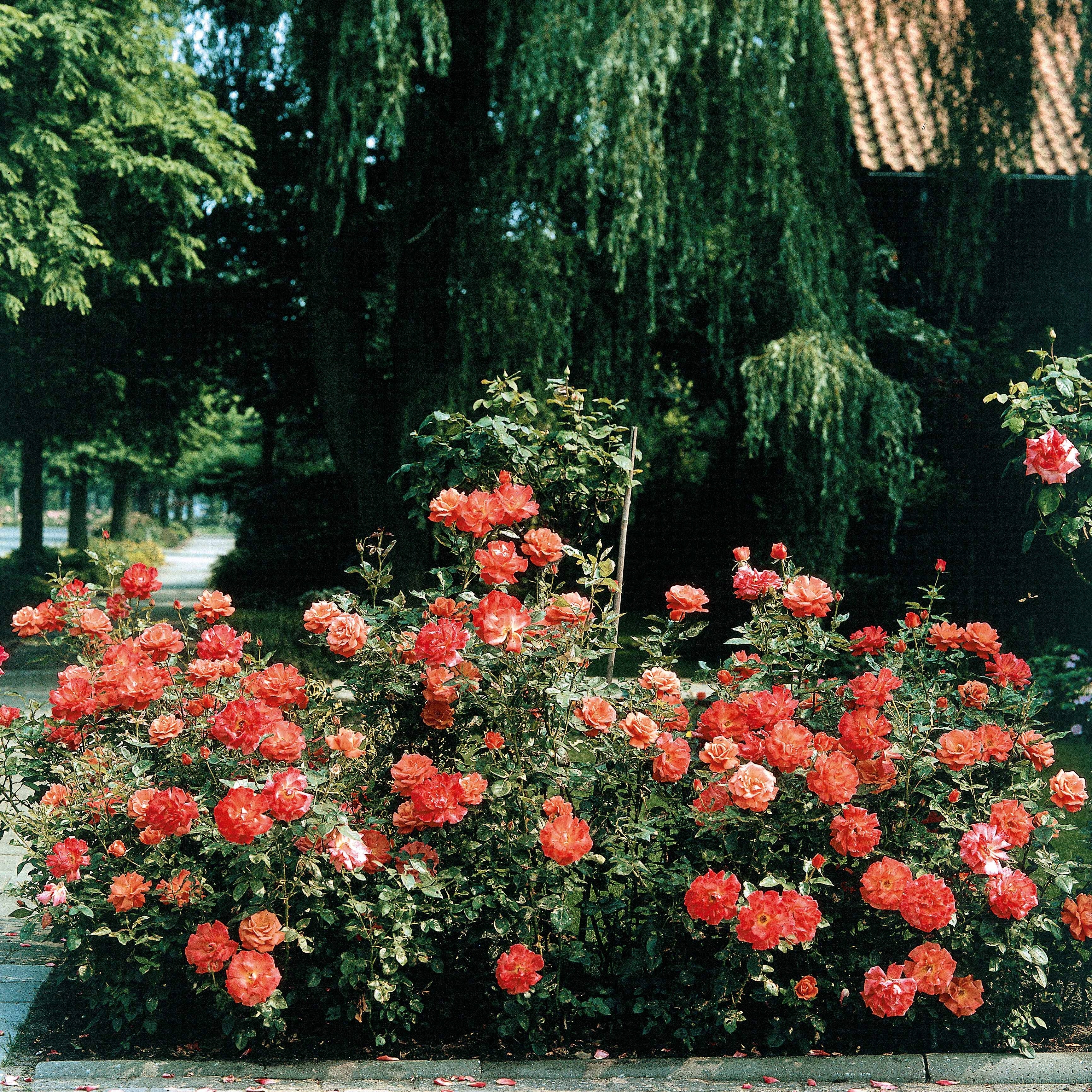 Bakker Doris Tysterman rosier buisson motte orange 90 cm