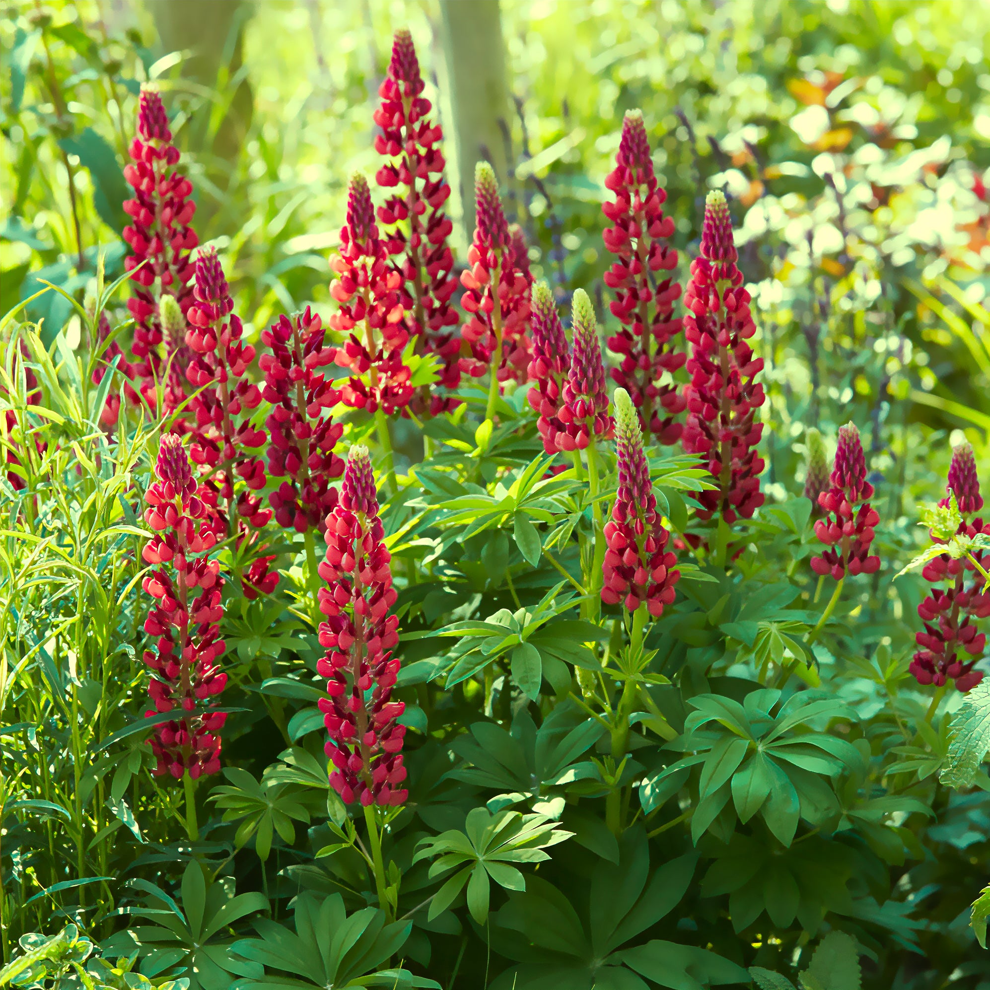 Bakker Plantes vivaces Lupin My Castle plante godet Ø9cm rouge