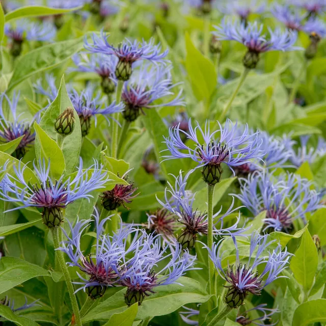 Bakker Centaurée bleue des montagnes vivace pot 9 cm