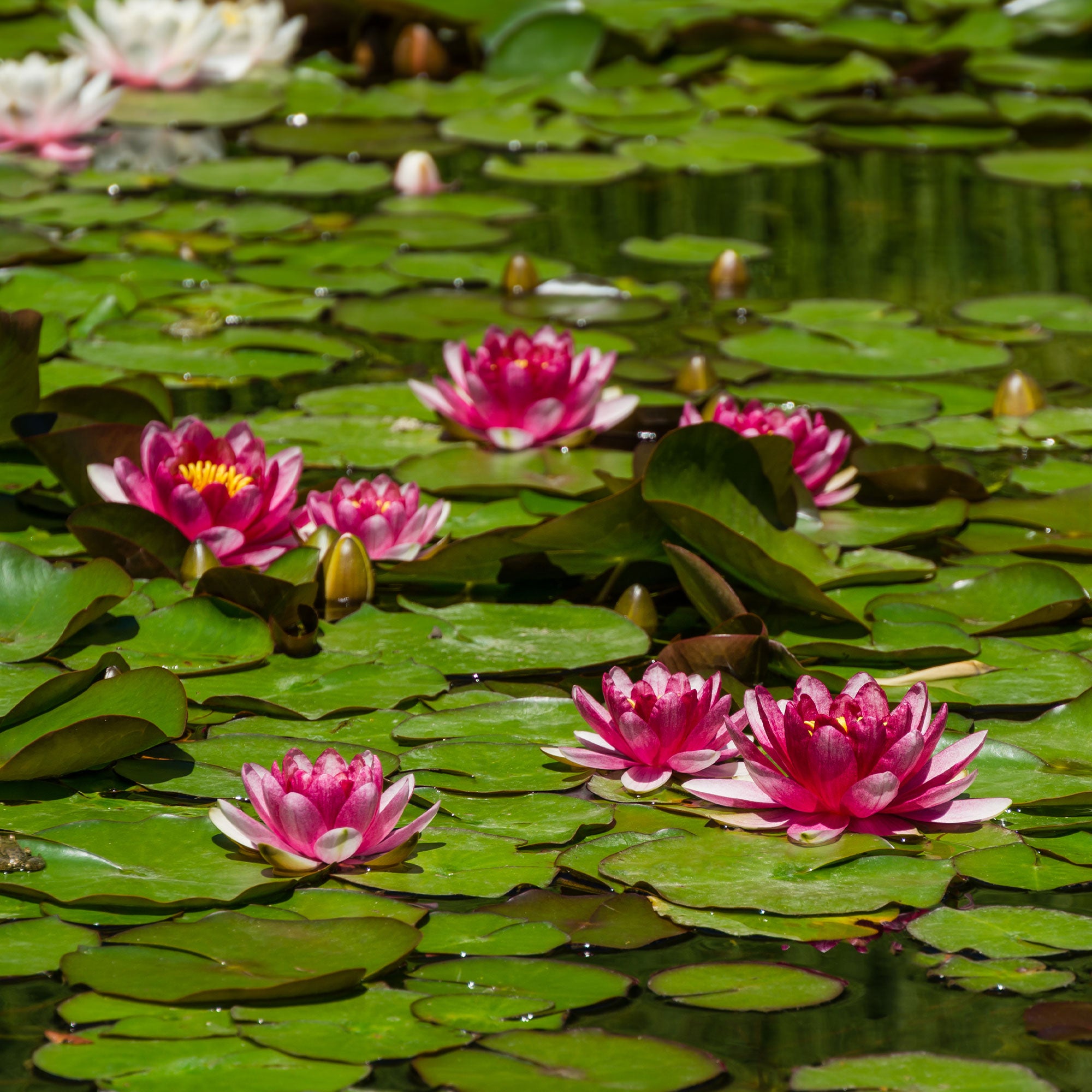 Bakker Nénuphar Attraction Nymphaea pot Ø9cm fleurs rouges