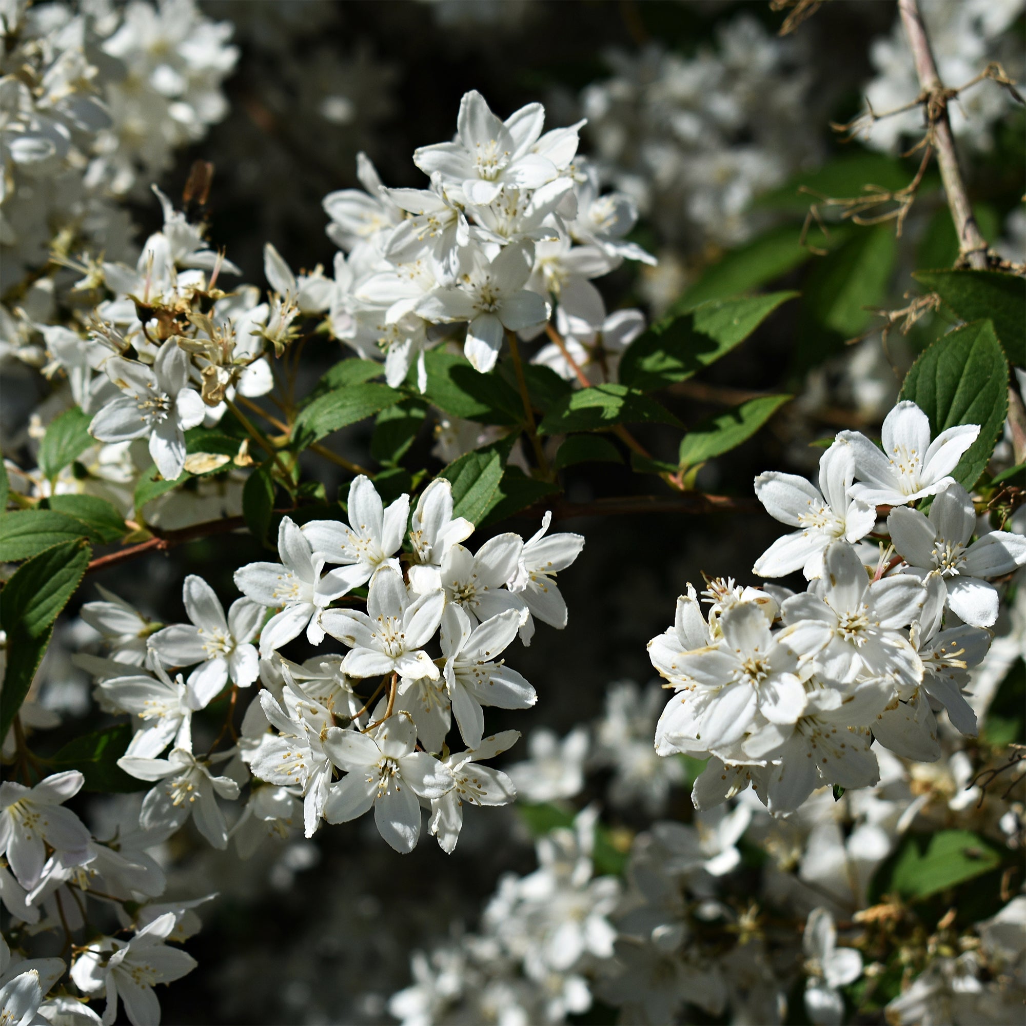 Bakker Nikko deutzia nain pot 3L fleurs blanches
