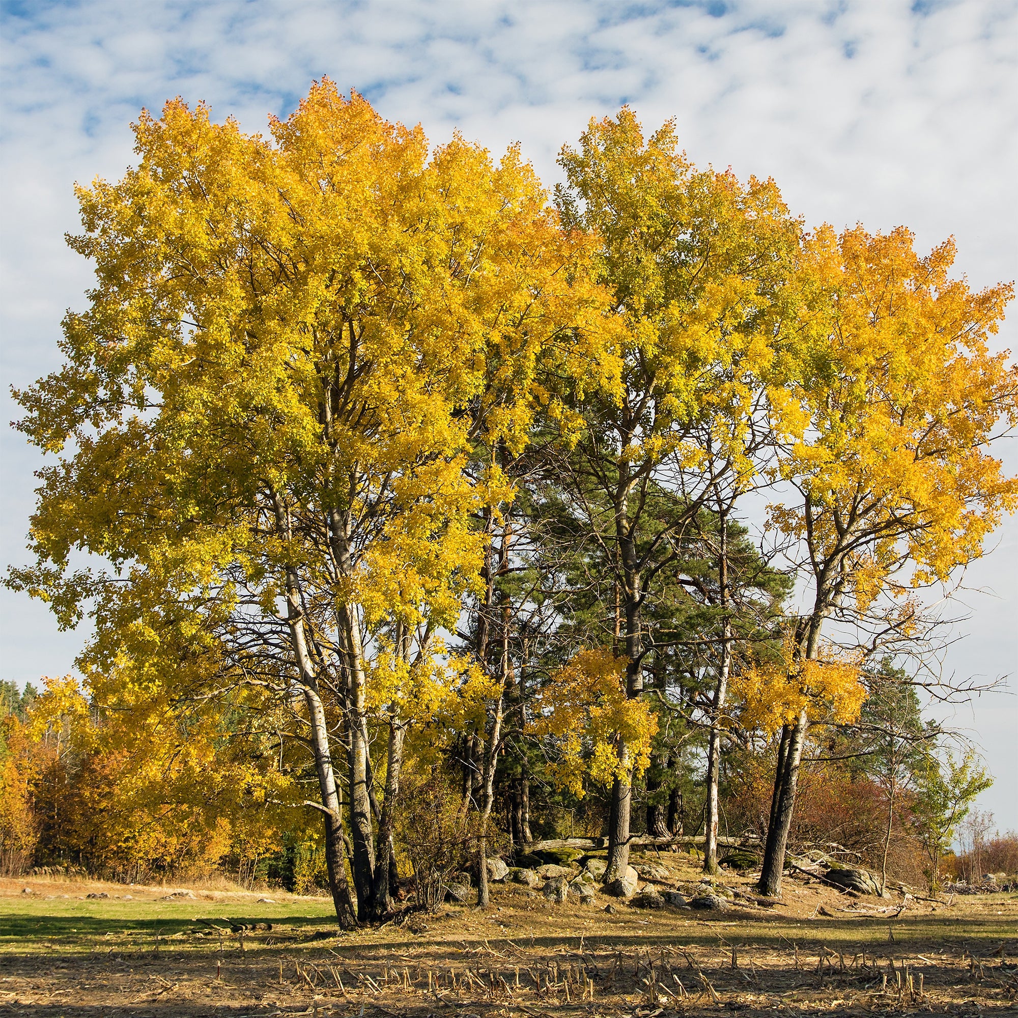 Bakker Populus tremula peuplier pot 80-100cm