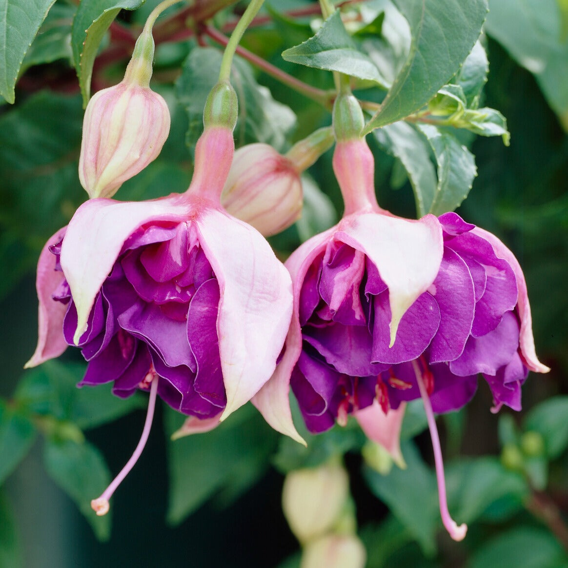 Bakker Royal Mosaic 3 Fuchsias retombants plante balcon