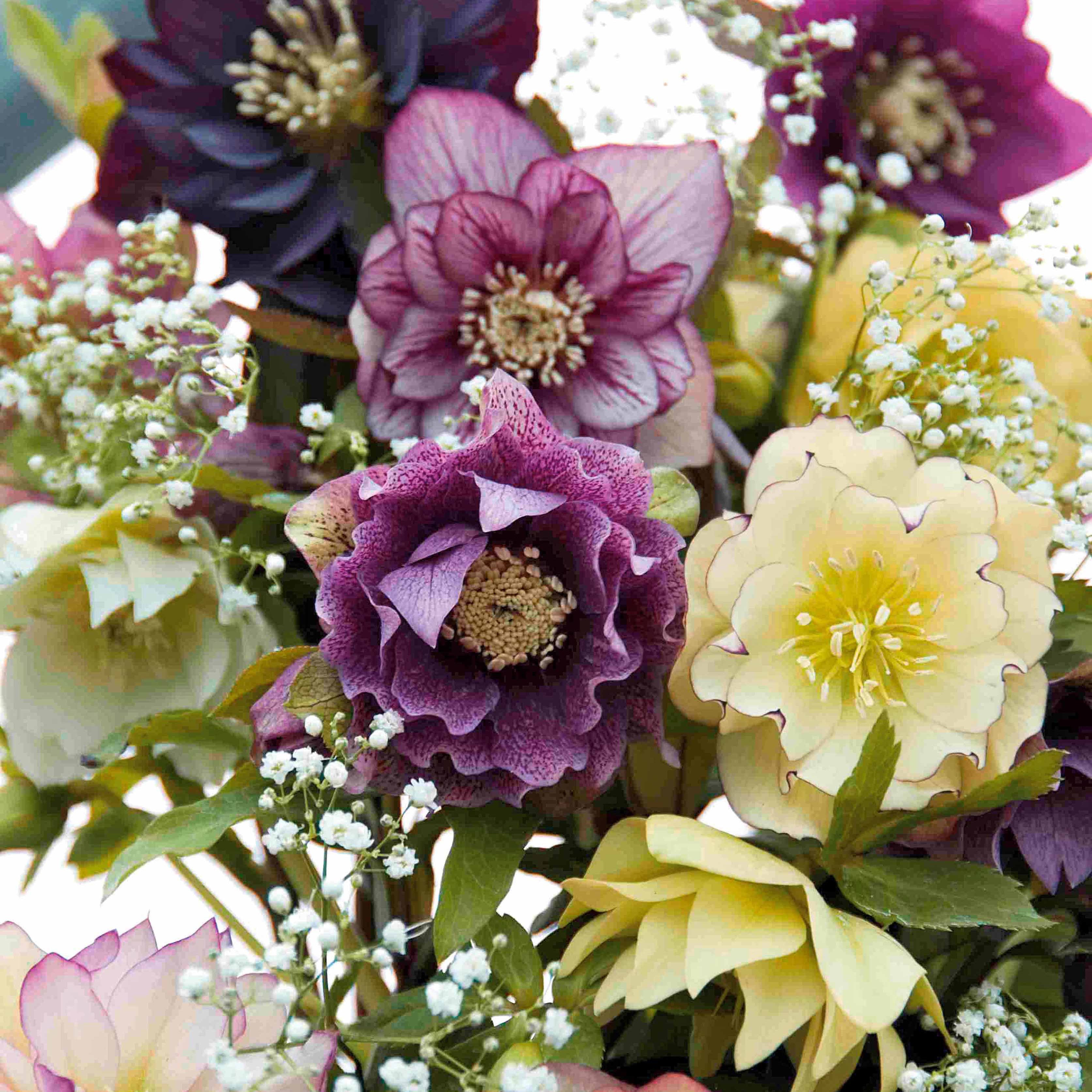 Bakker Hellébores Orient doubles fleur hiver 3 pots 9cm