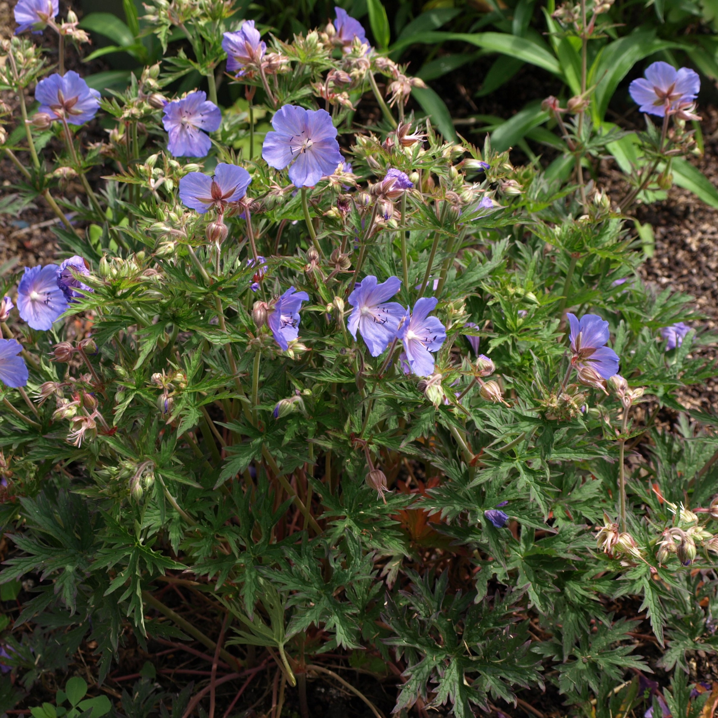 Passion Vivaces Geranium pratense New Dimension vivace pot 1L bleu