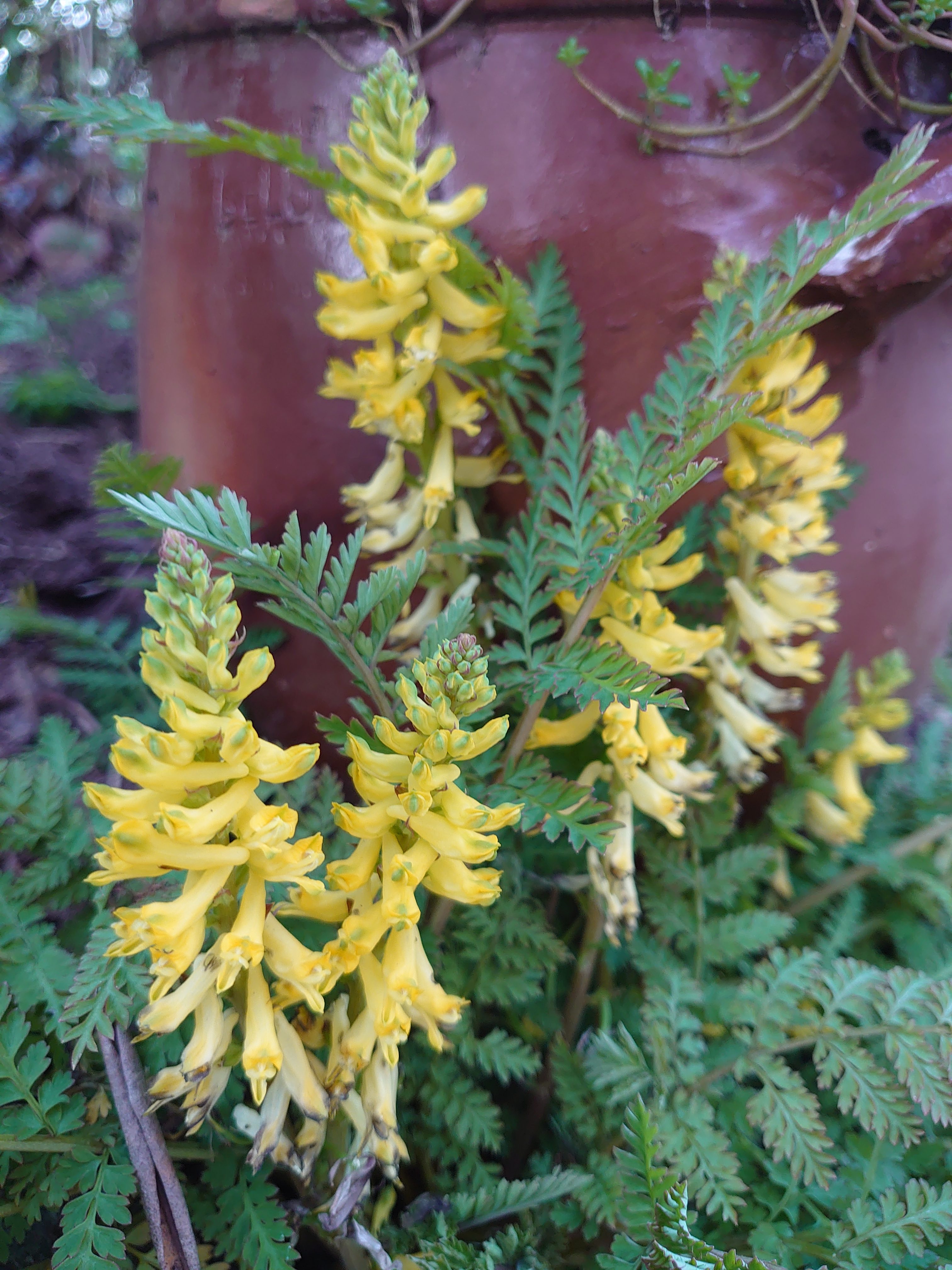 Passion Vivaces Corydalis cheilanthifolia plante vivace godet jaune
