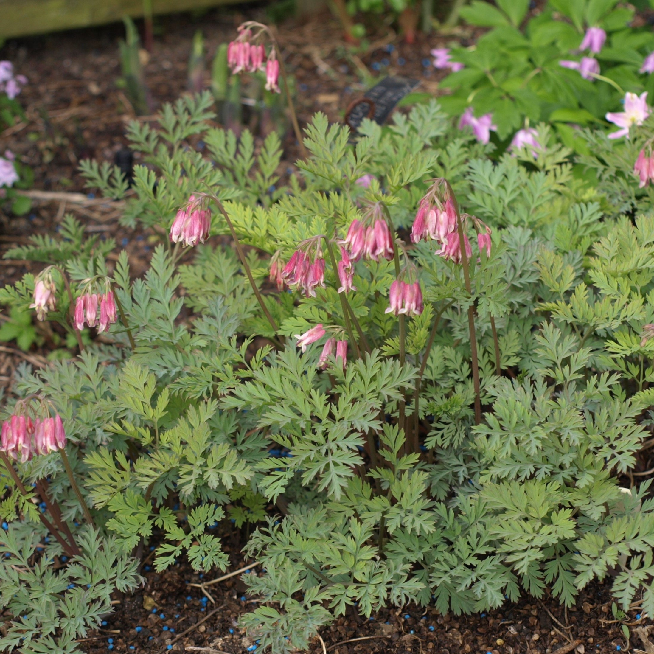 Passion Vivaces Dicentra Stuart Boothman cœur Marie godet rose