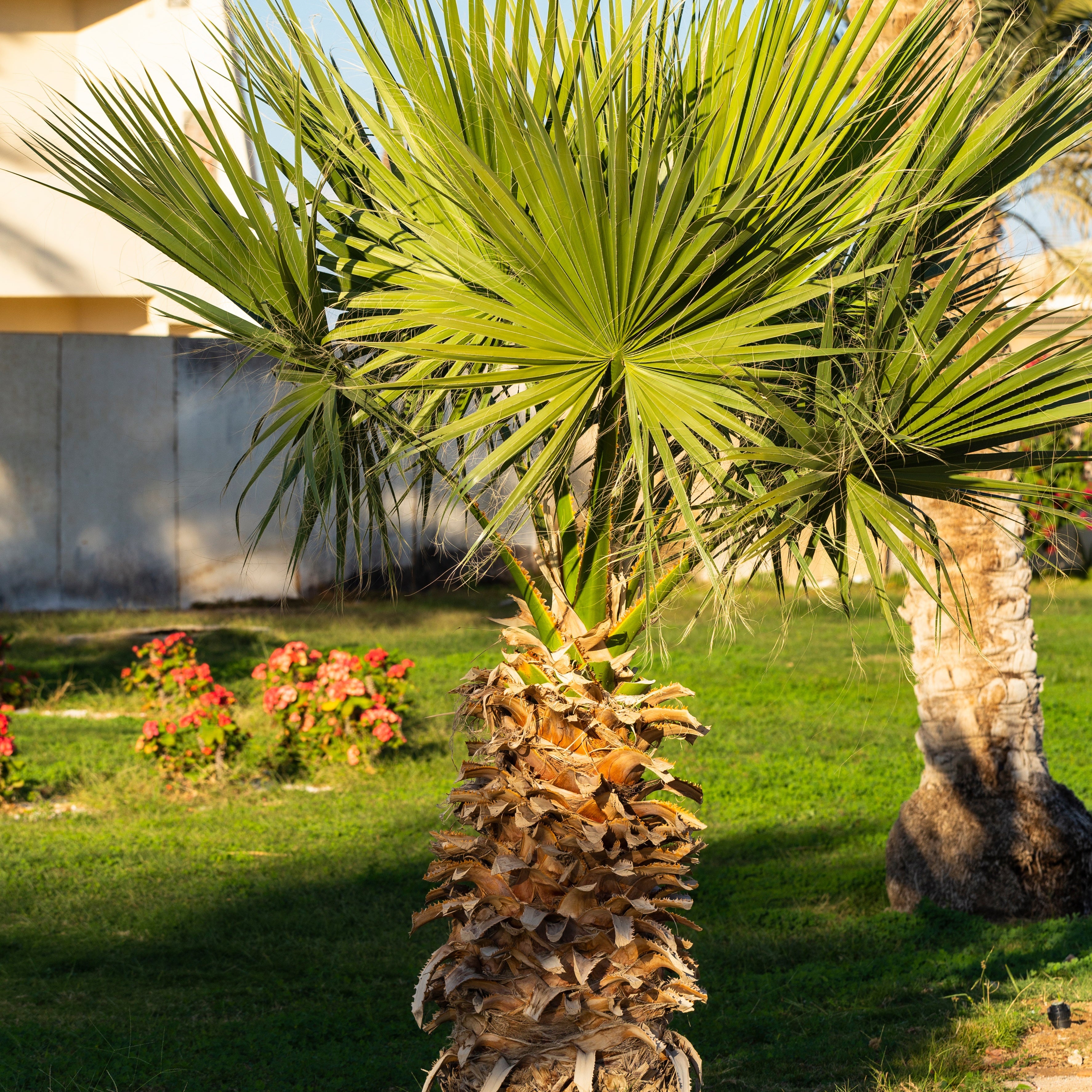 Bakker Palmier à jupon du Mexique pot 11cm Washingtonia robusta