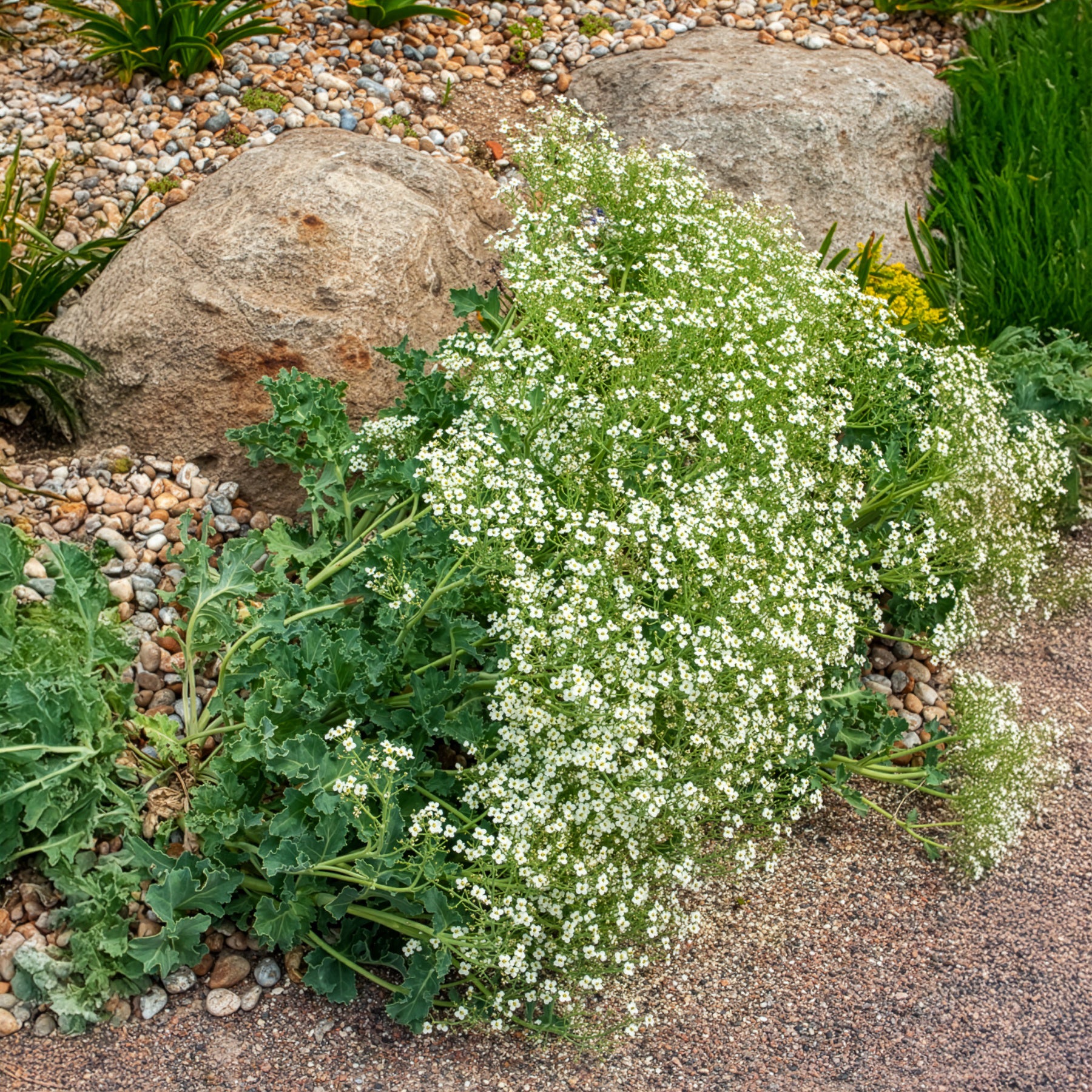Bakker Crambe maritime chou marin vivace pot Ø9cm blanc