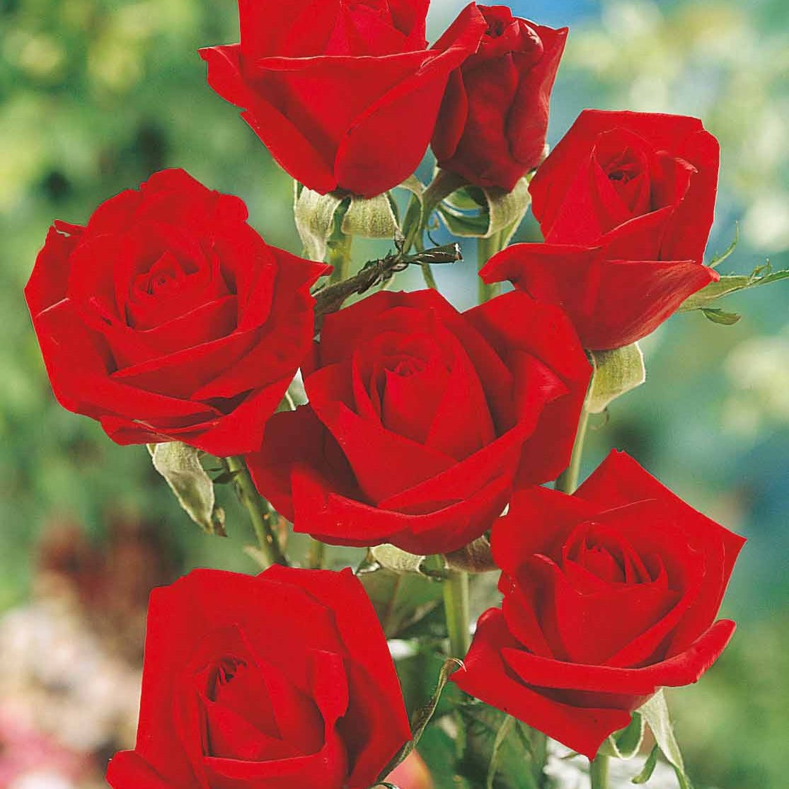 Bakker Oklahoma rosier buisson racine nue rouge parfumé