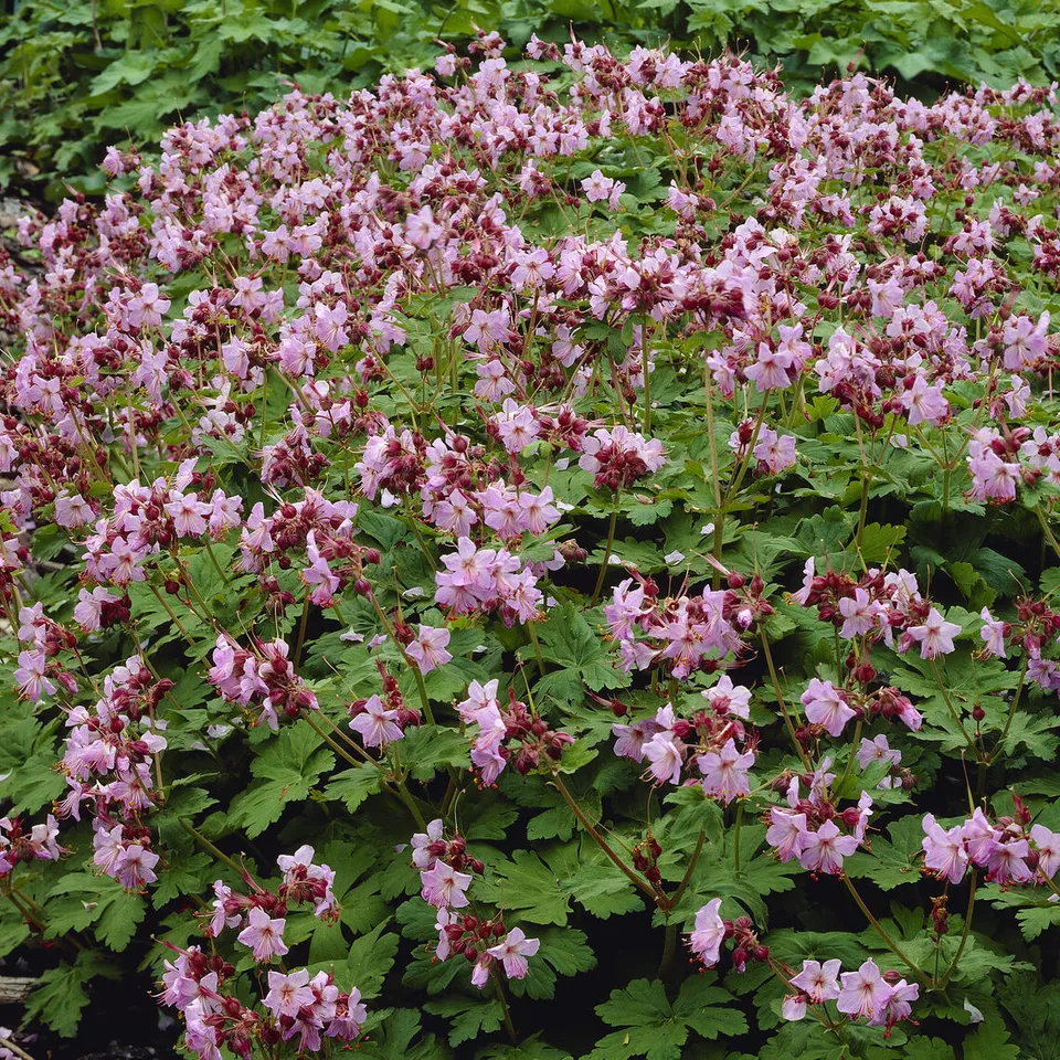 Bakker Géranium Ingwersens Variety vivace pot 9cm violet