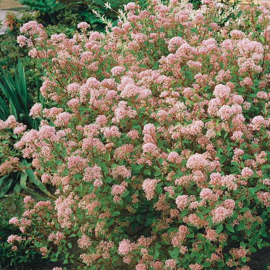 Bakker Marie Simon céanothe arbuste pot 2L rose