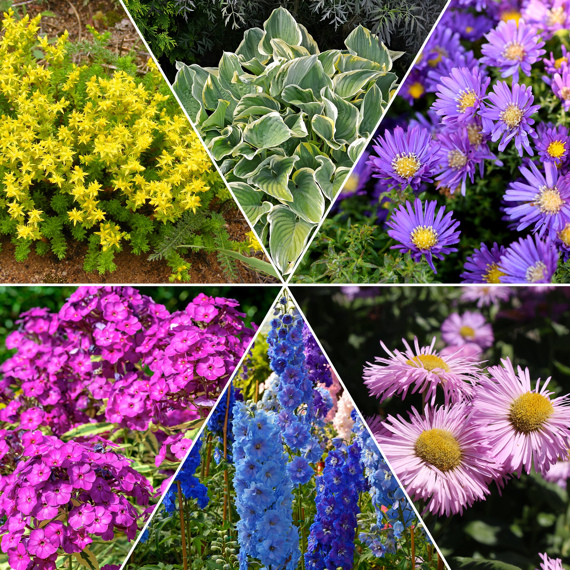 Bakker Collection 12 plantes vivaces fleuries multicolore 2m²