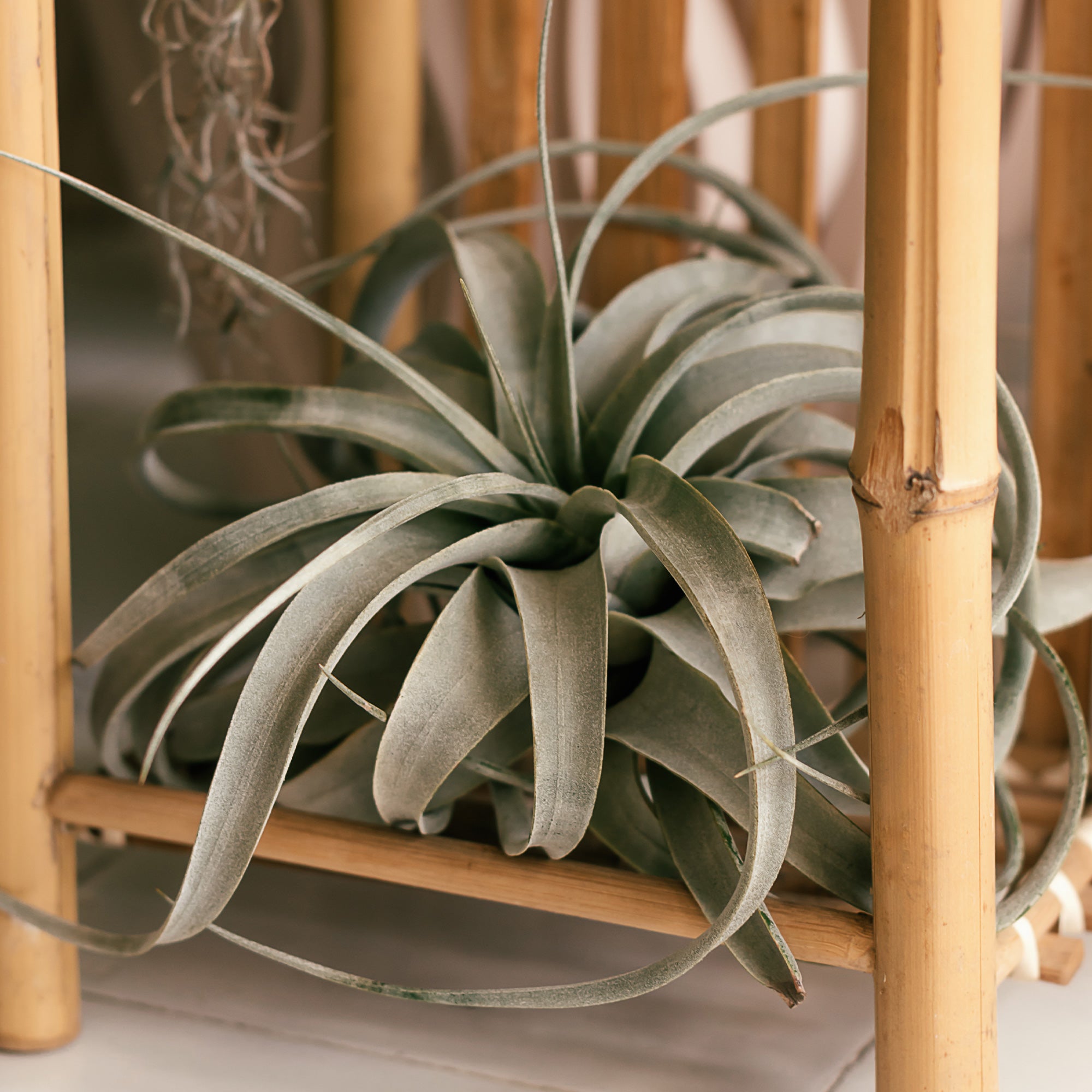Bakker Xerographica tillandsia pot 6cm feuillage argenté