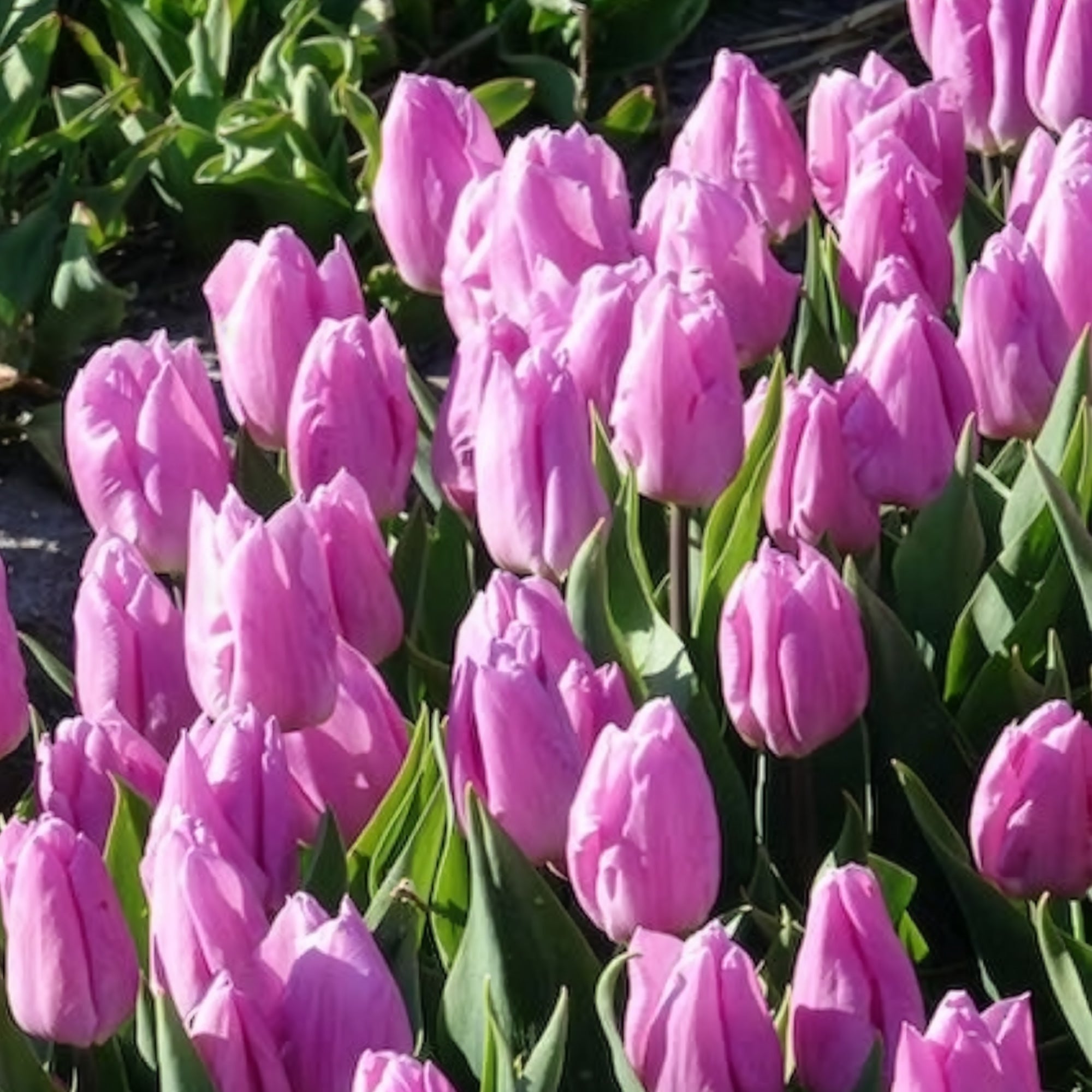 Bakker 10 Tulipes Triomphe Candy Prince bulbes sachet 10