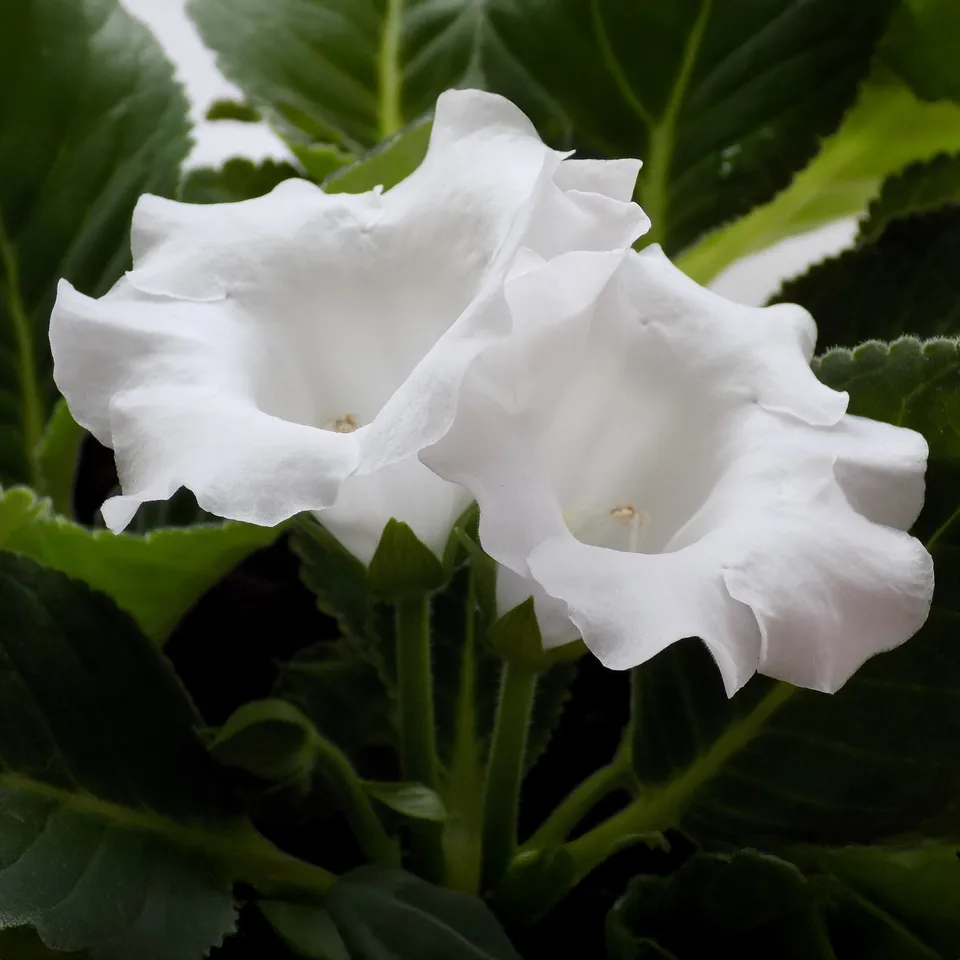 Bakker Mont Blanc Gloxinia blanc sachet de 2 bulbes intérieur