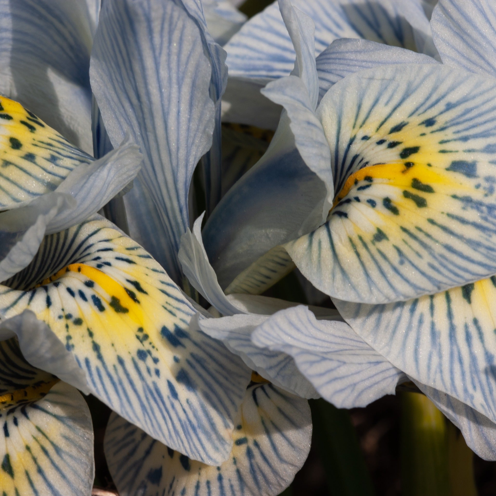 Bakker Iris Katherine Hodgkin 10 bulbes bleu