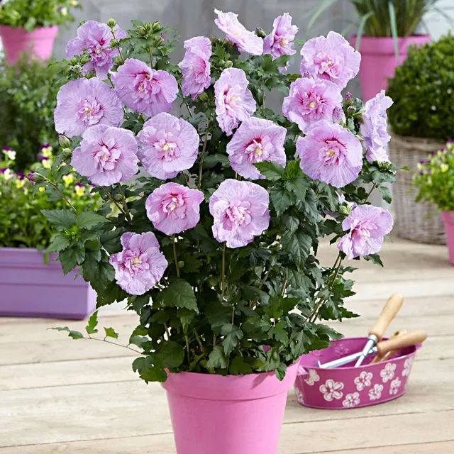 Bakker Hibiscus Lavender Chiffon arbuste pot 2L rose