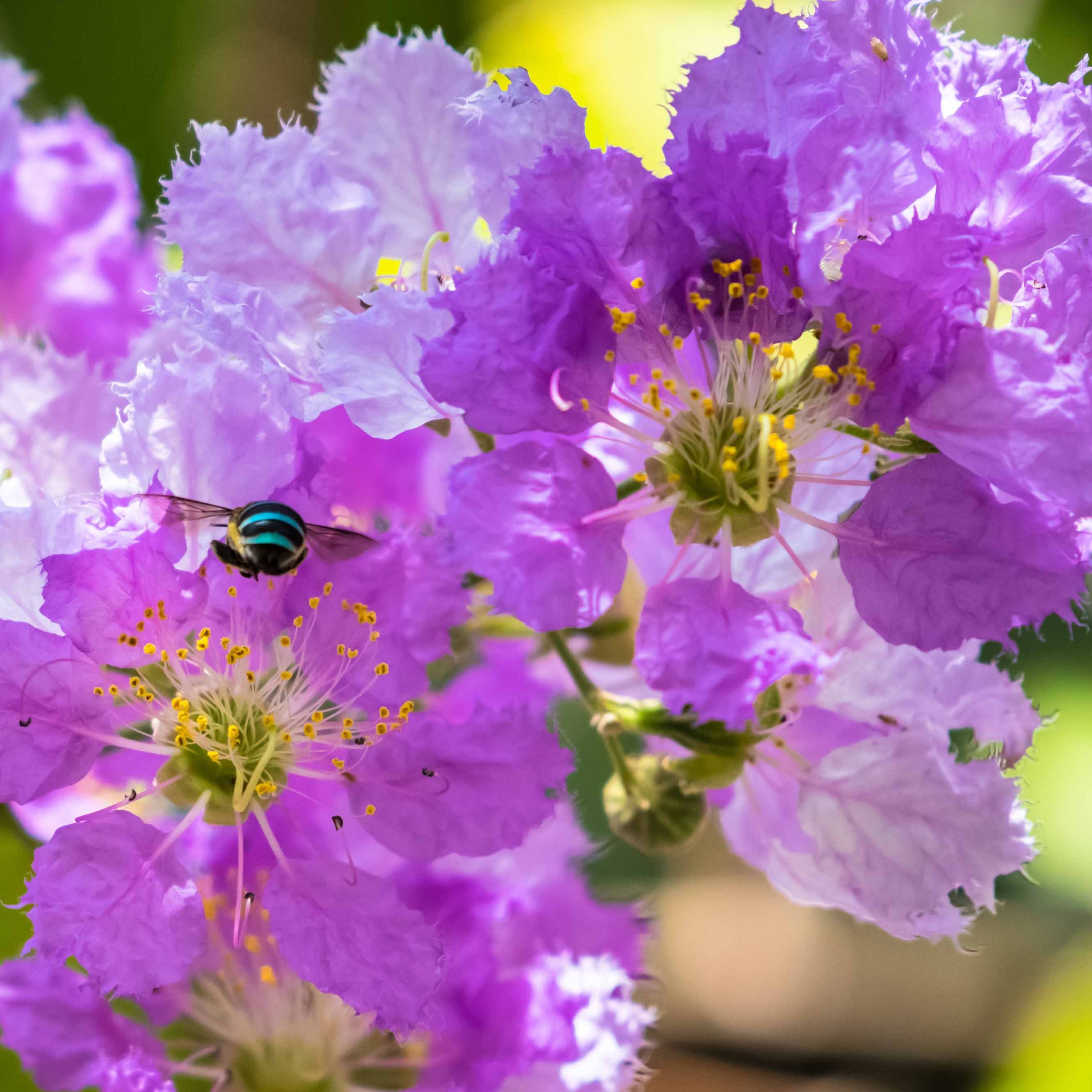 Bakker Lilas des Indes violet Lagerstroemia pot Ø15cm été