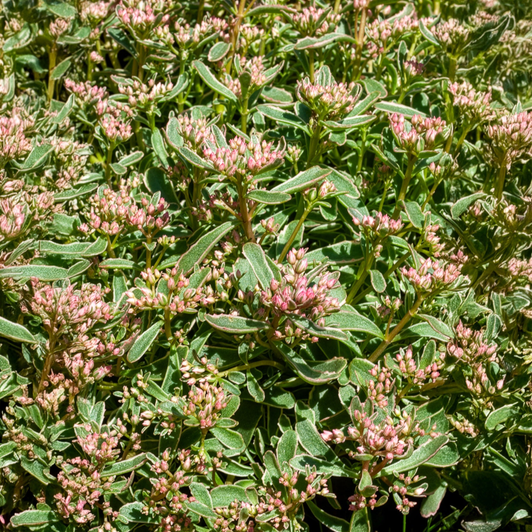 Bakker Sedum spurium panaché vivace pot 9cm couvre-sol